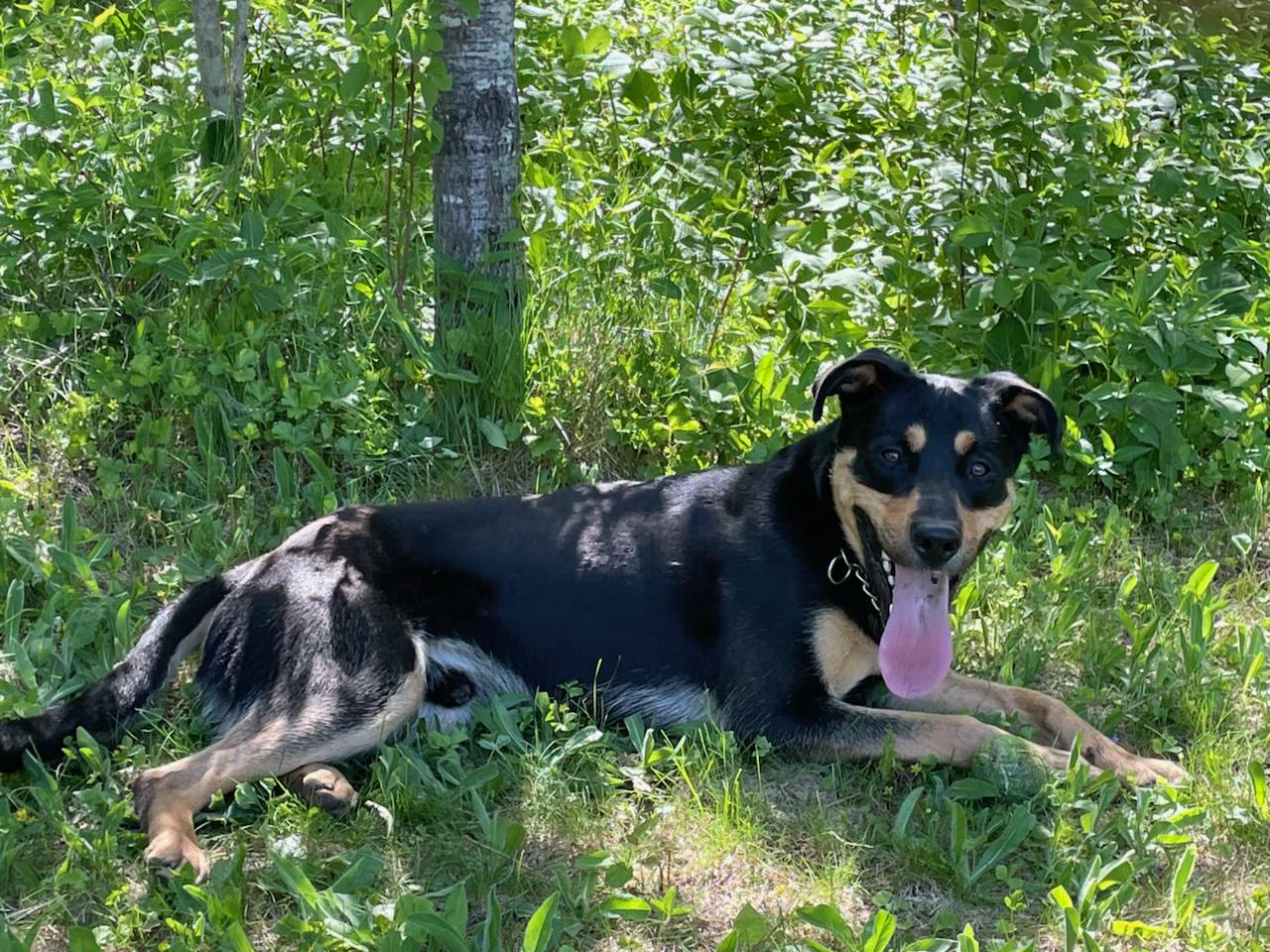 Enlarge Jet, a Adoptable Mixed Breed in Eagle River, WI image 1/1