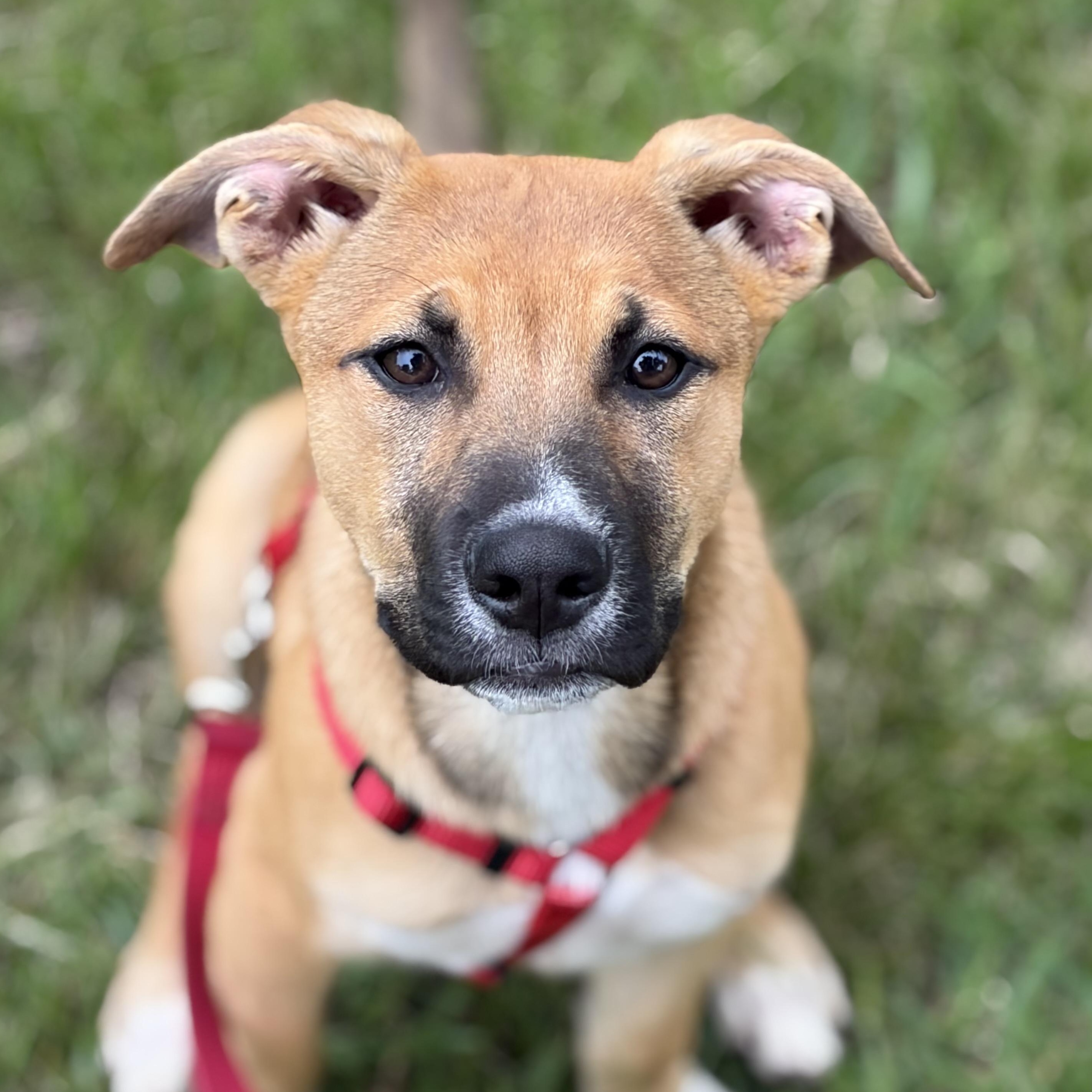 Aelia (Foster Needed), adopted, Puppy Female German Shepherd Dog & Terrier.