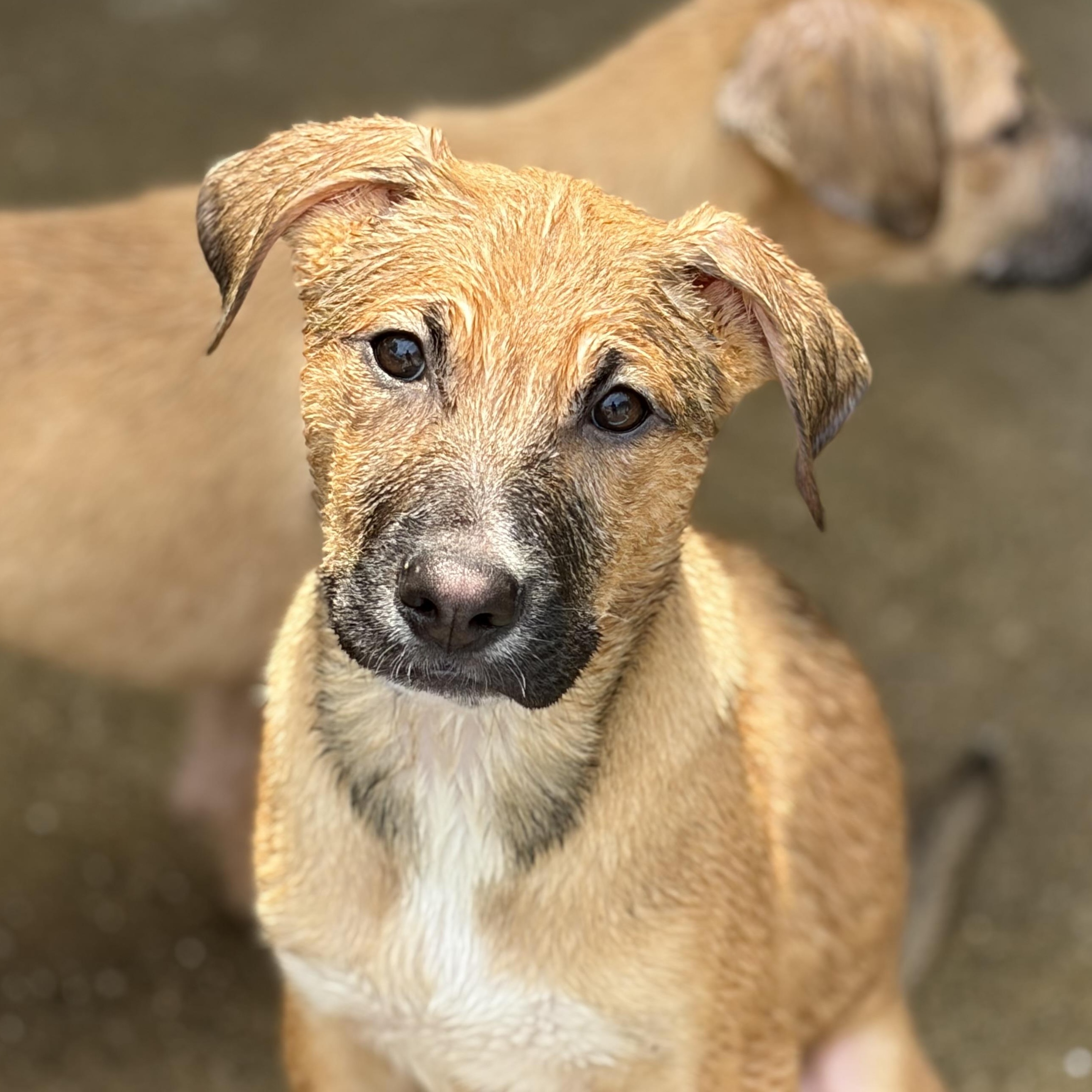 Aelia (Foster Needed), an adopted mixed breed in Lemont, IL image 2/6