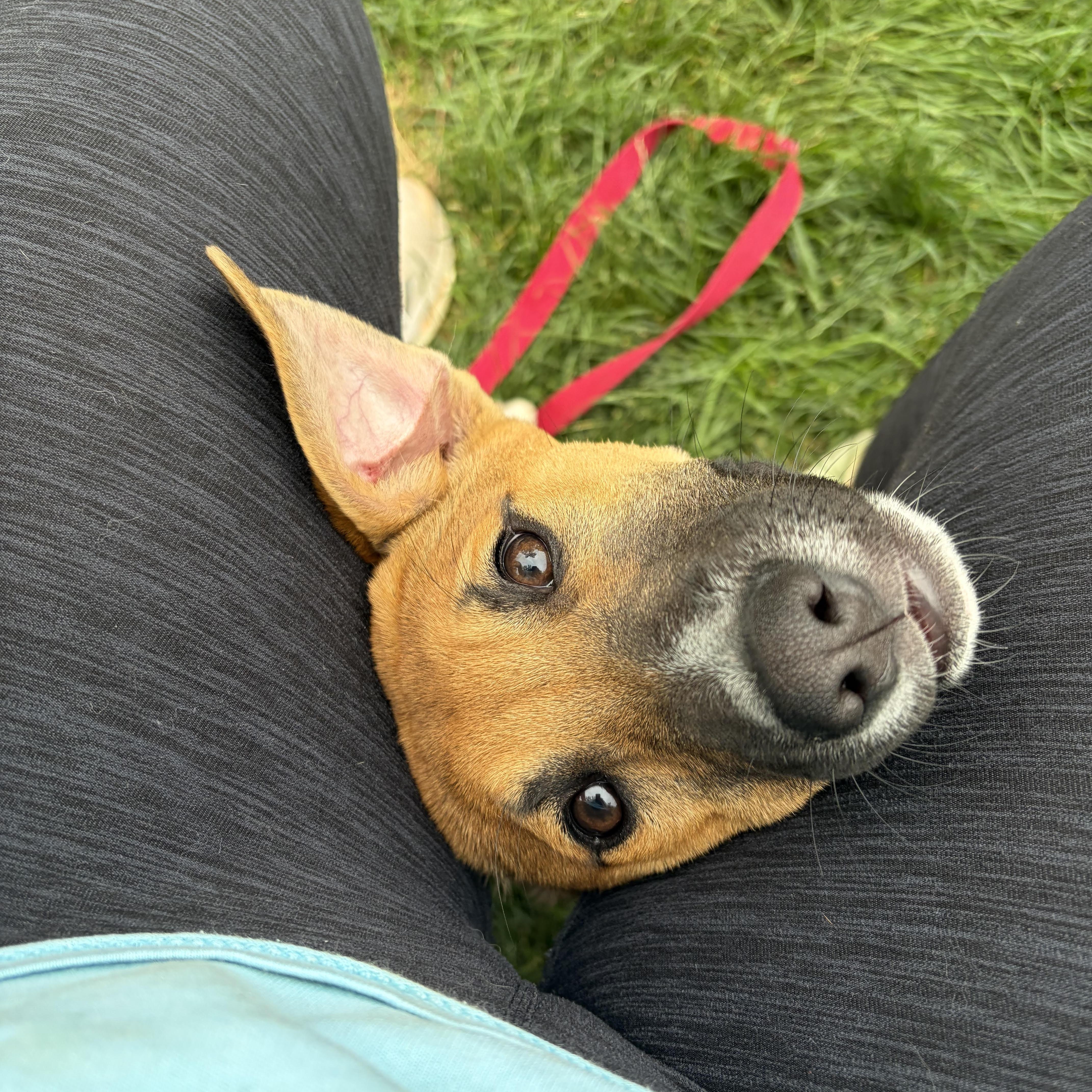 Aelia (Foster Needed), an adopted mixed breed in Lemont, IL image 6/6