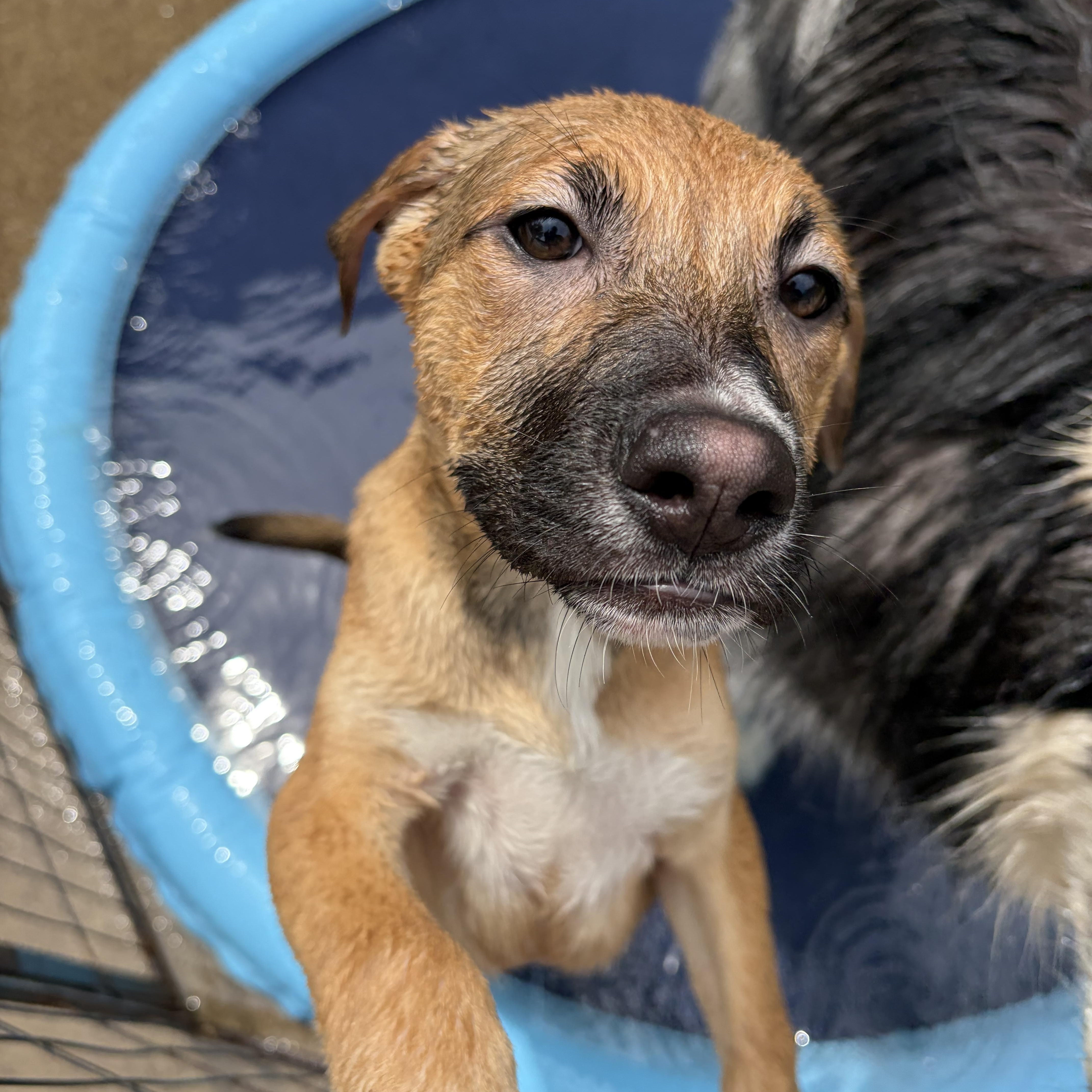 Aelia (Foster Needed), an adopted mixed breed in Lemont, IL image 3/6