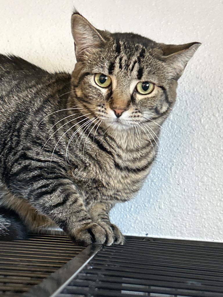 Enlarge Penelope, a Adoptable Tabby in Grand Junction, CO image 1/2