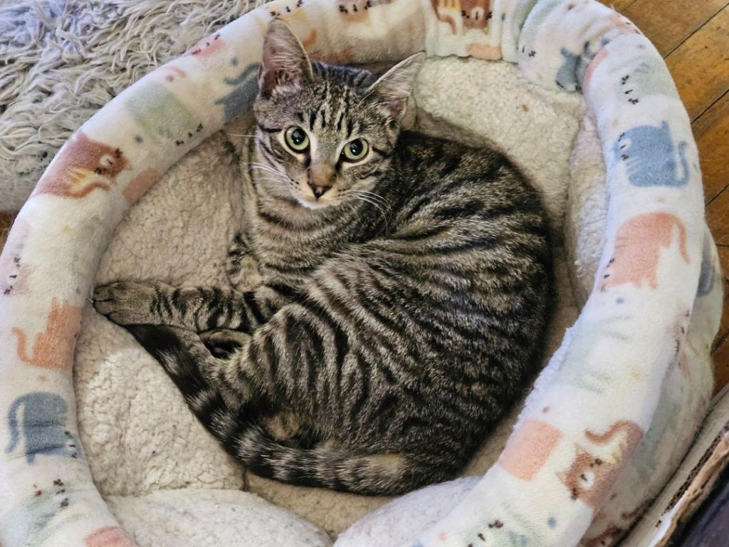 Enlarge Penelope, a Adoptable Tabby in Grand Junction, CO image 2/2