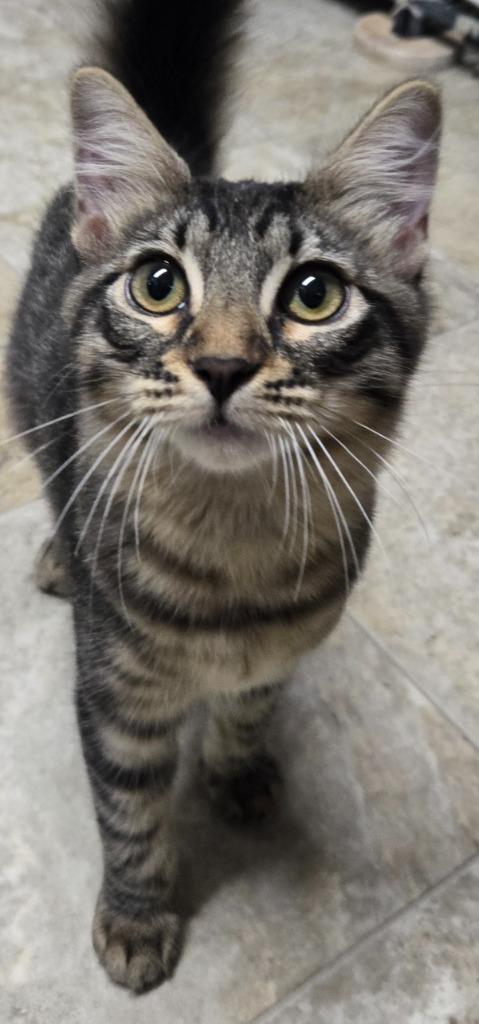 Ginny (bonded with Georgie) photo