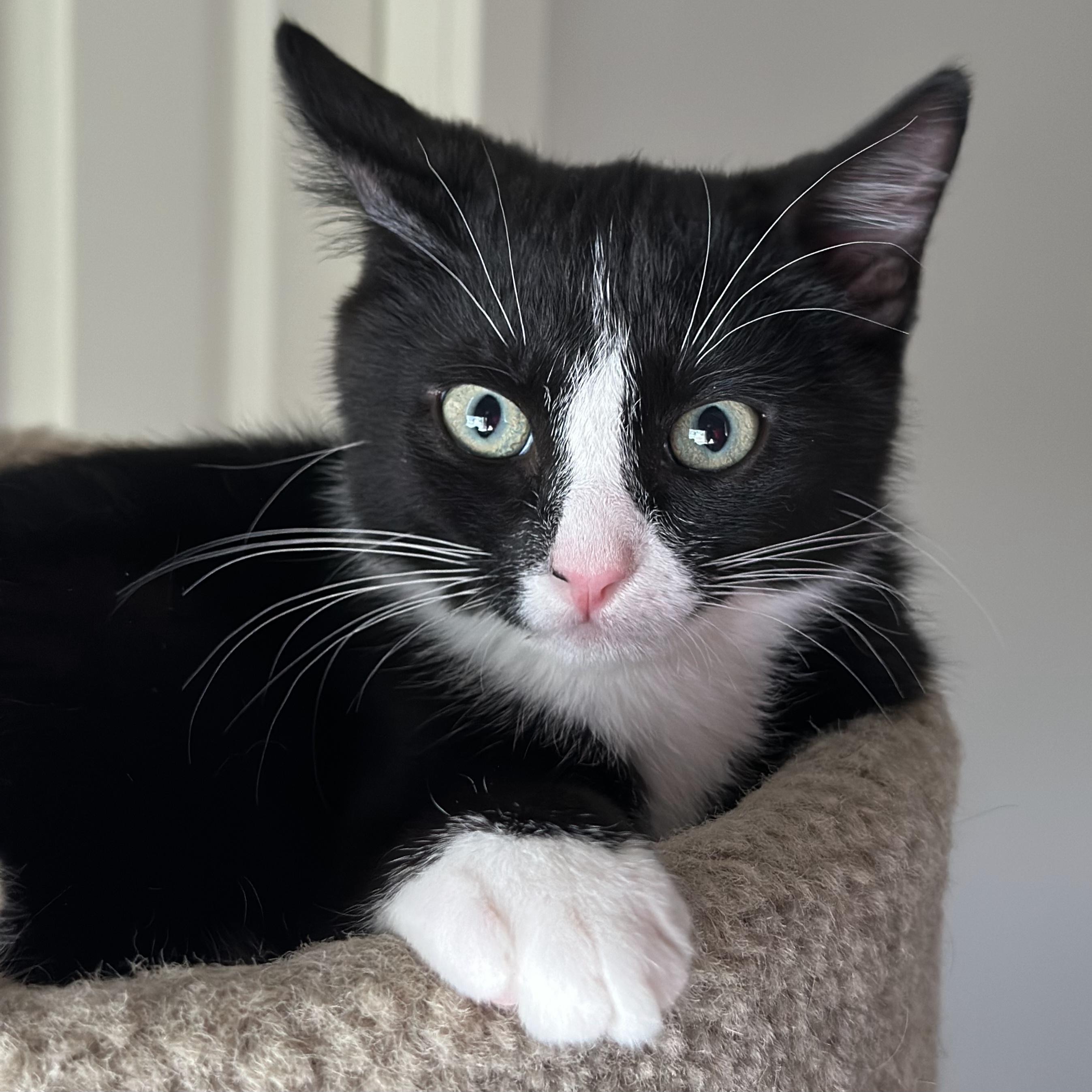 Flint, Adoptable, Kitten Male Domestic Short Hair.