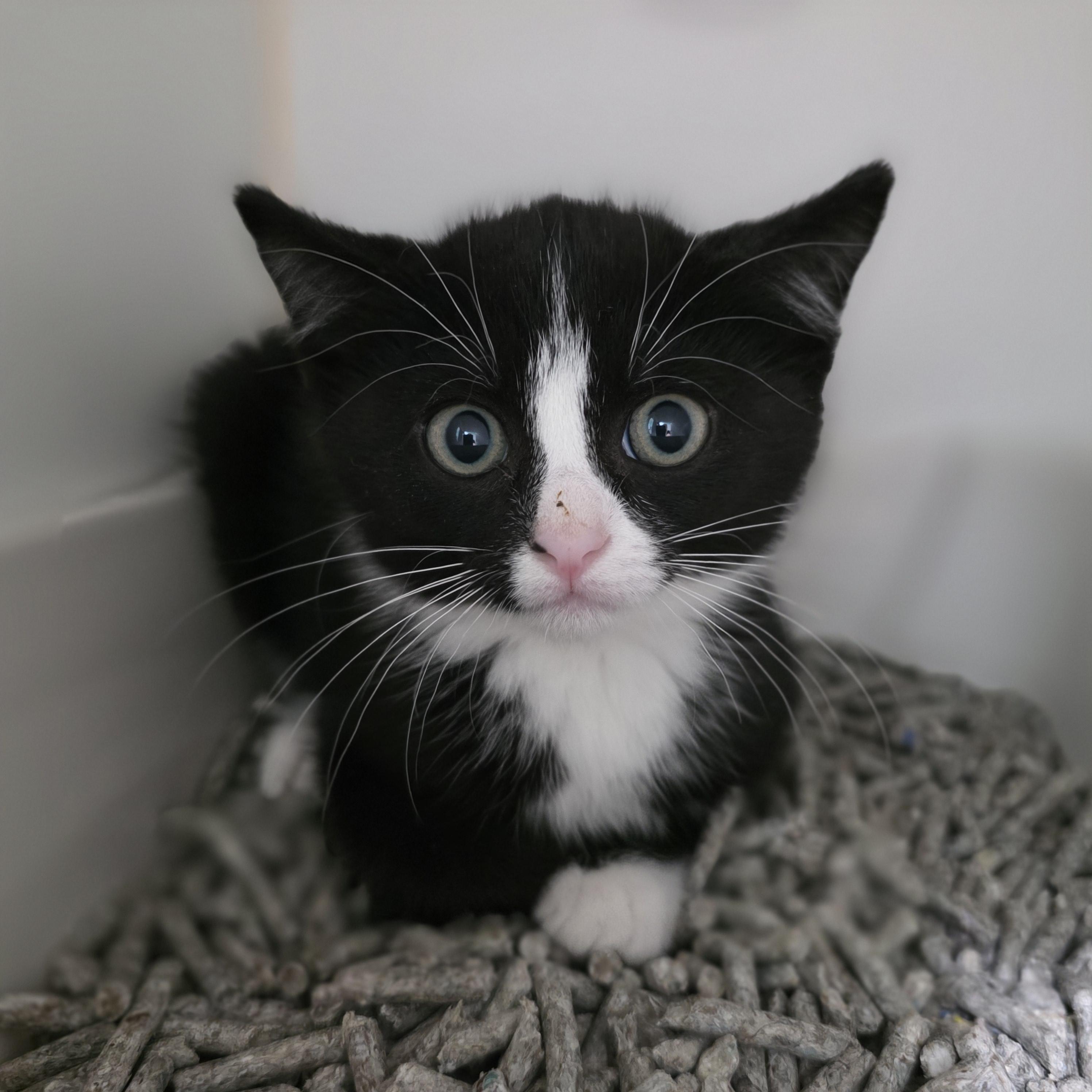 Enlarge Flint, a Adoptable mixed breed in Kamloops, BC image 2/5