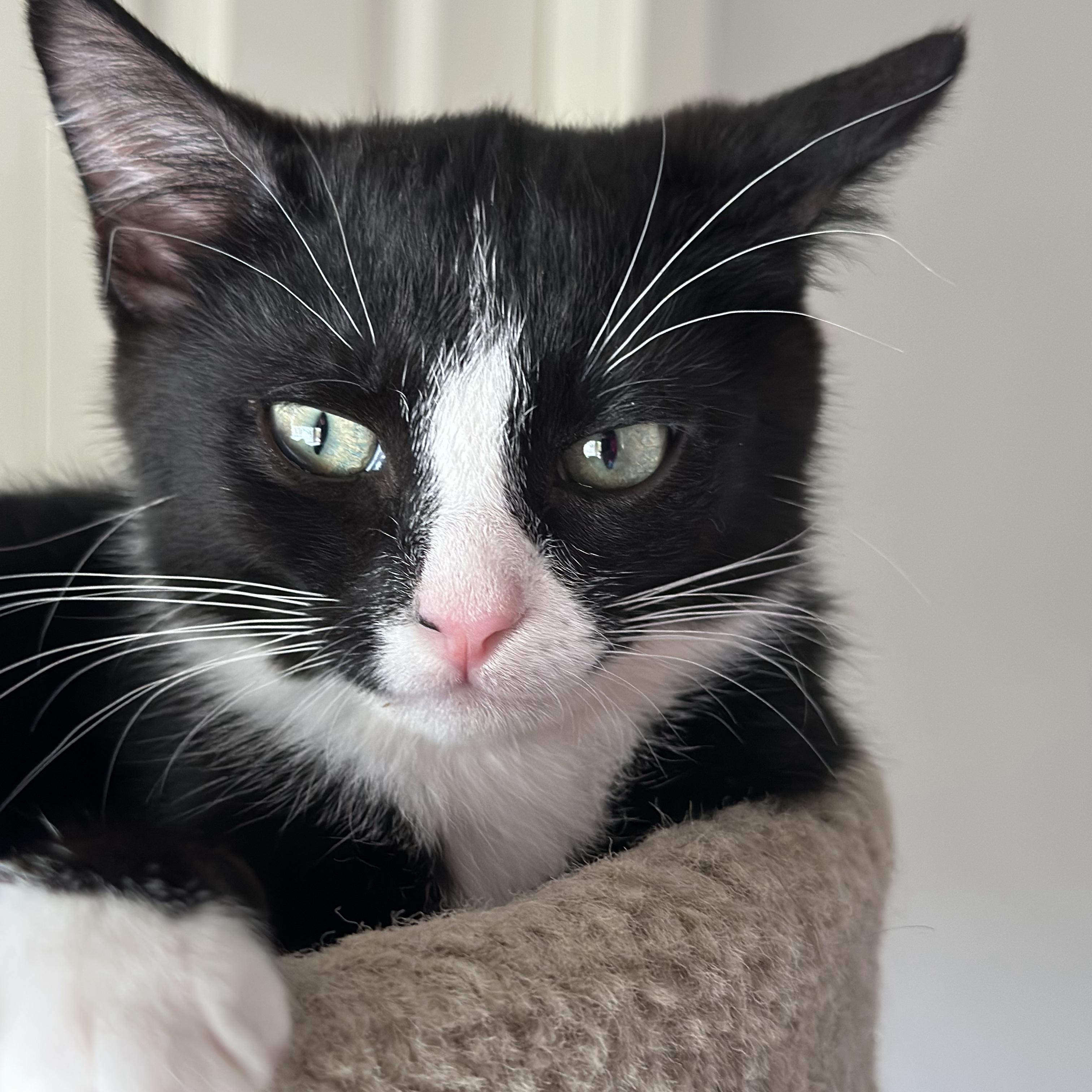 Enlarge Flint, a Adoptable mixed breed in Kamloops, BC image 3/5