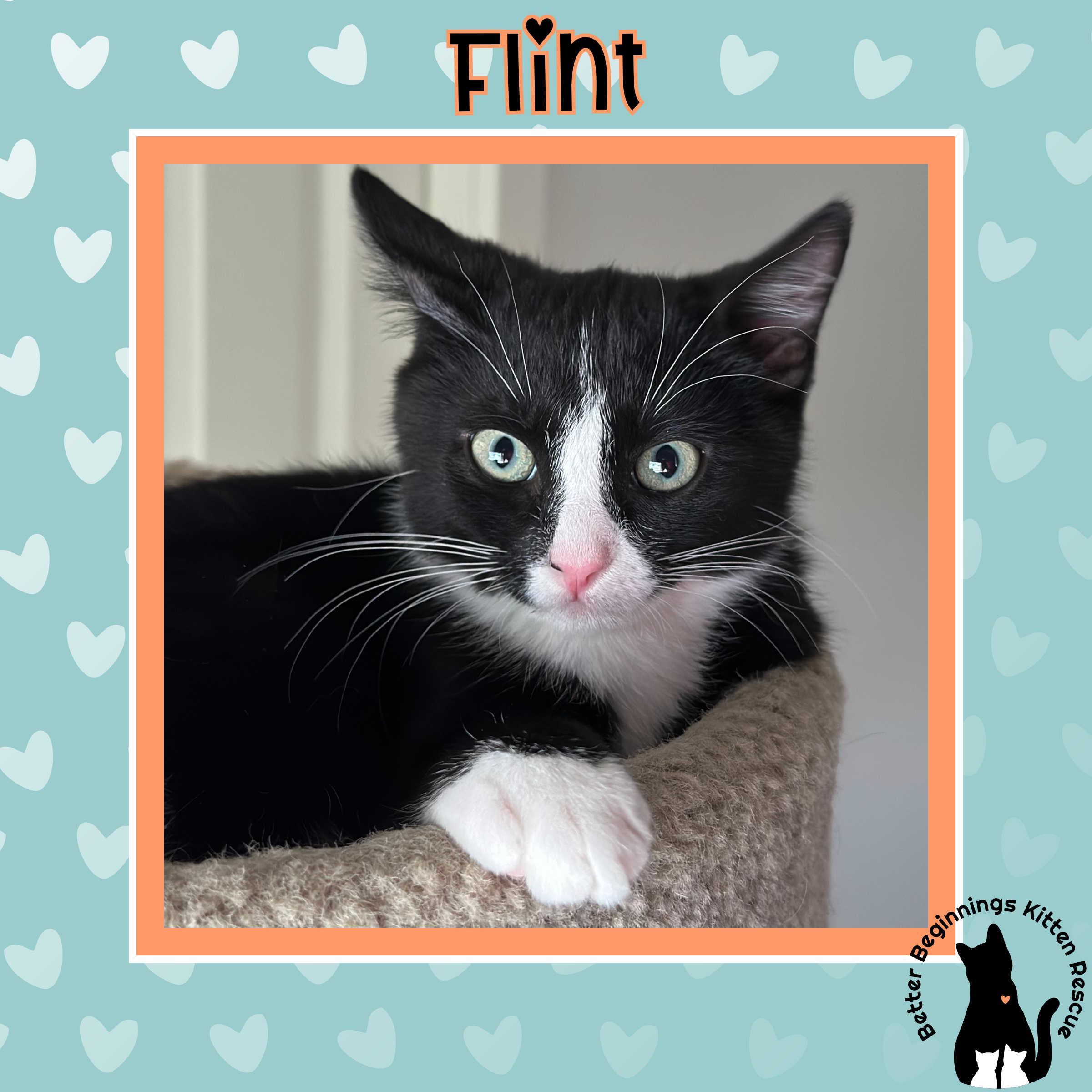 Enlarge Flint, a Adoptable mixed breed in Kamloops, BC image 4/5