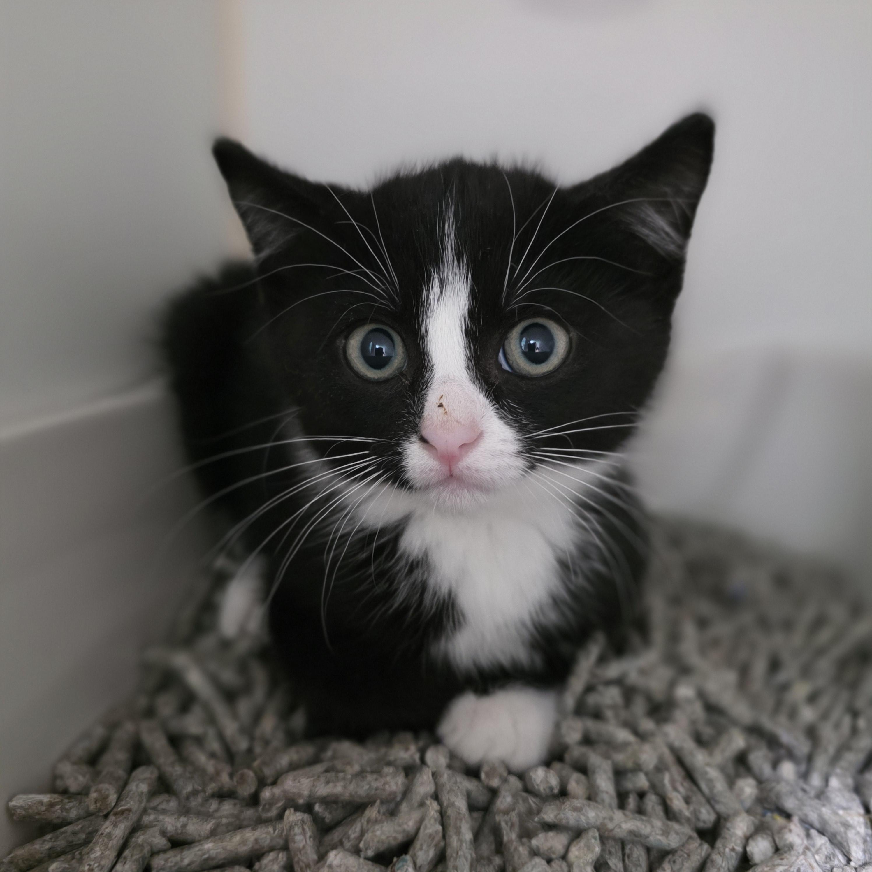 Enlarge Flint, a Adoptable mixed breed in Kamloops, BC image 5/5