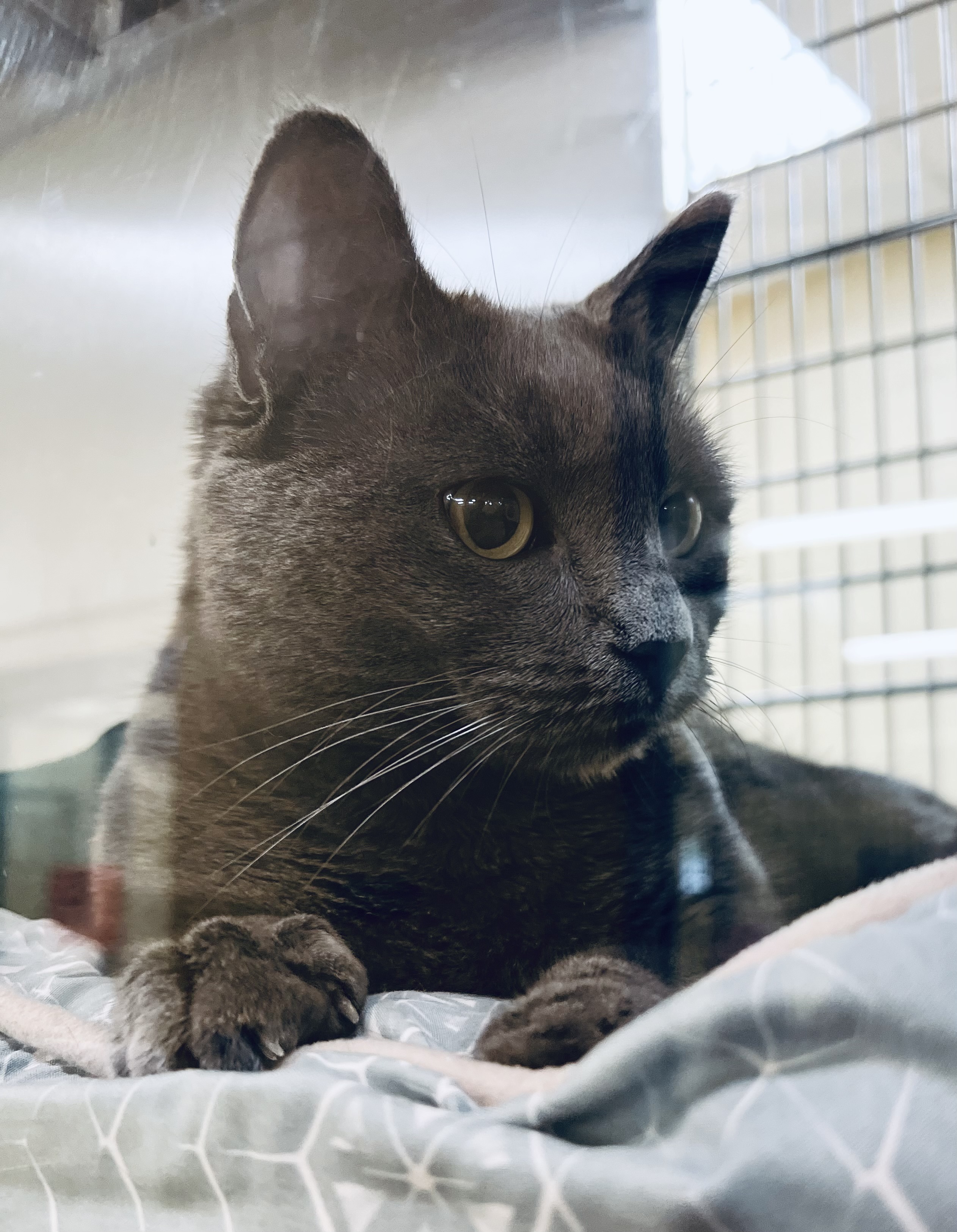 Grace, an adopted Domestic Short Hair in Brownsville, VT_image-1