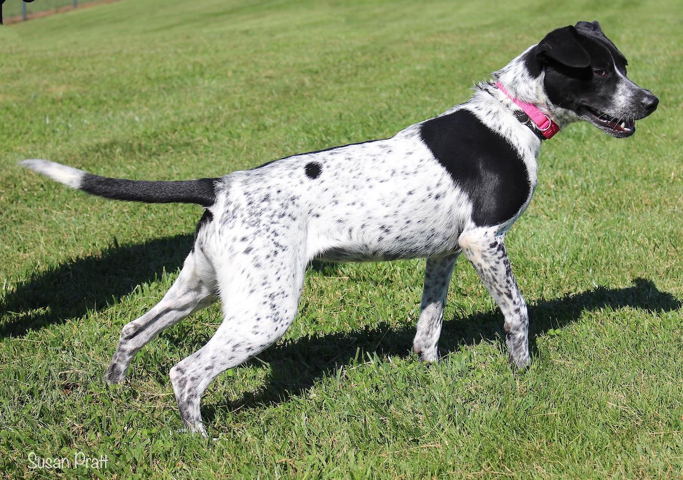 Enlarge MooMoo, a ADOPTABLE mixed breed in Bedford, VA image 3/3