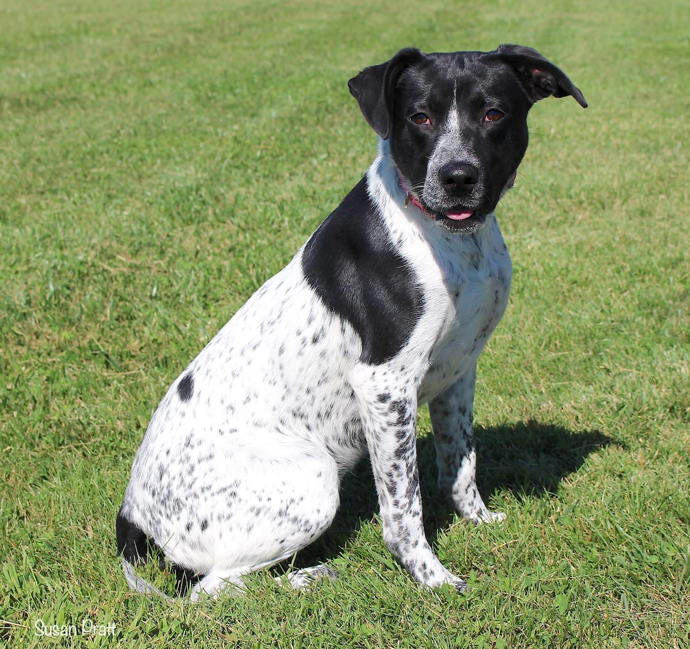 Enlarge MooMoo, a ADOPTABLE mixed breed in Bedford, VA image 2/3