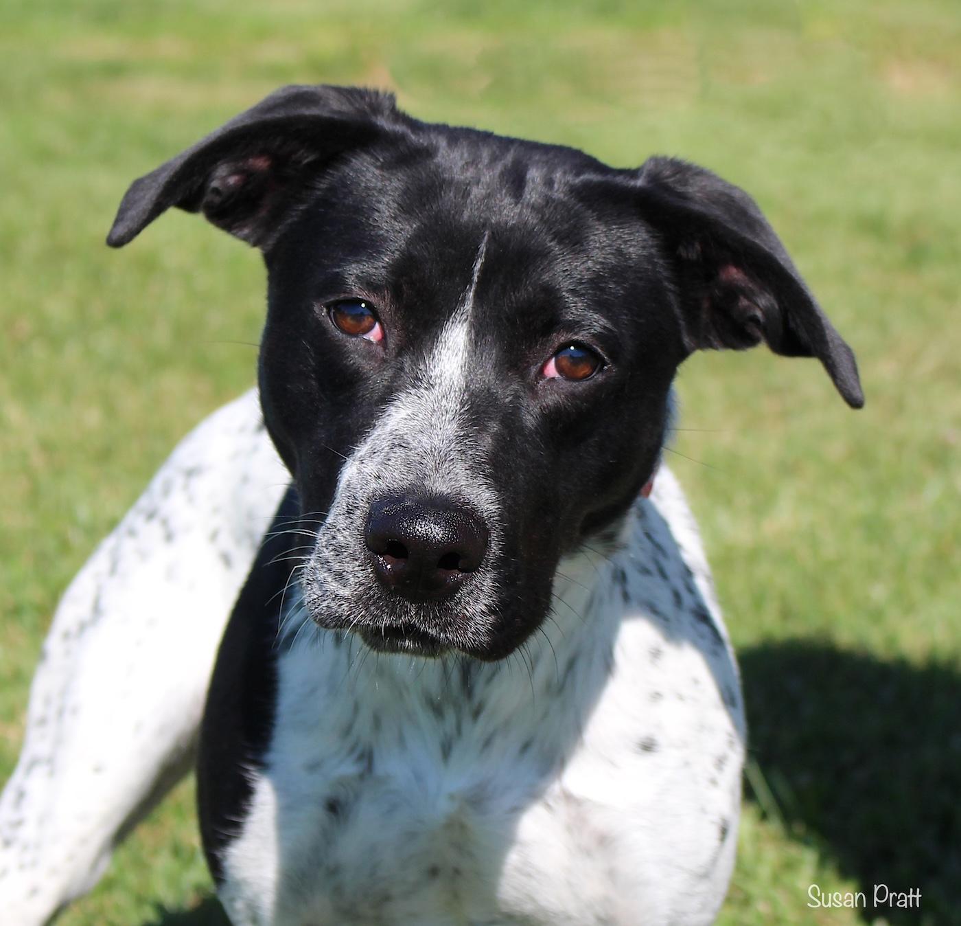 MooMoo, ADOPTABLE, Young Female Hound.