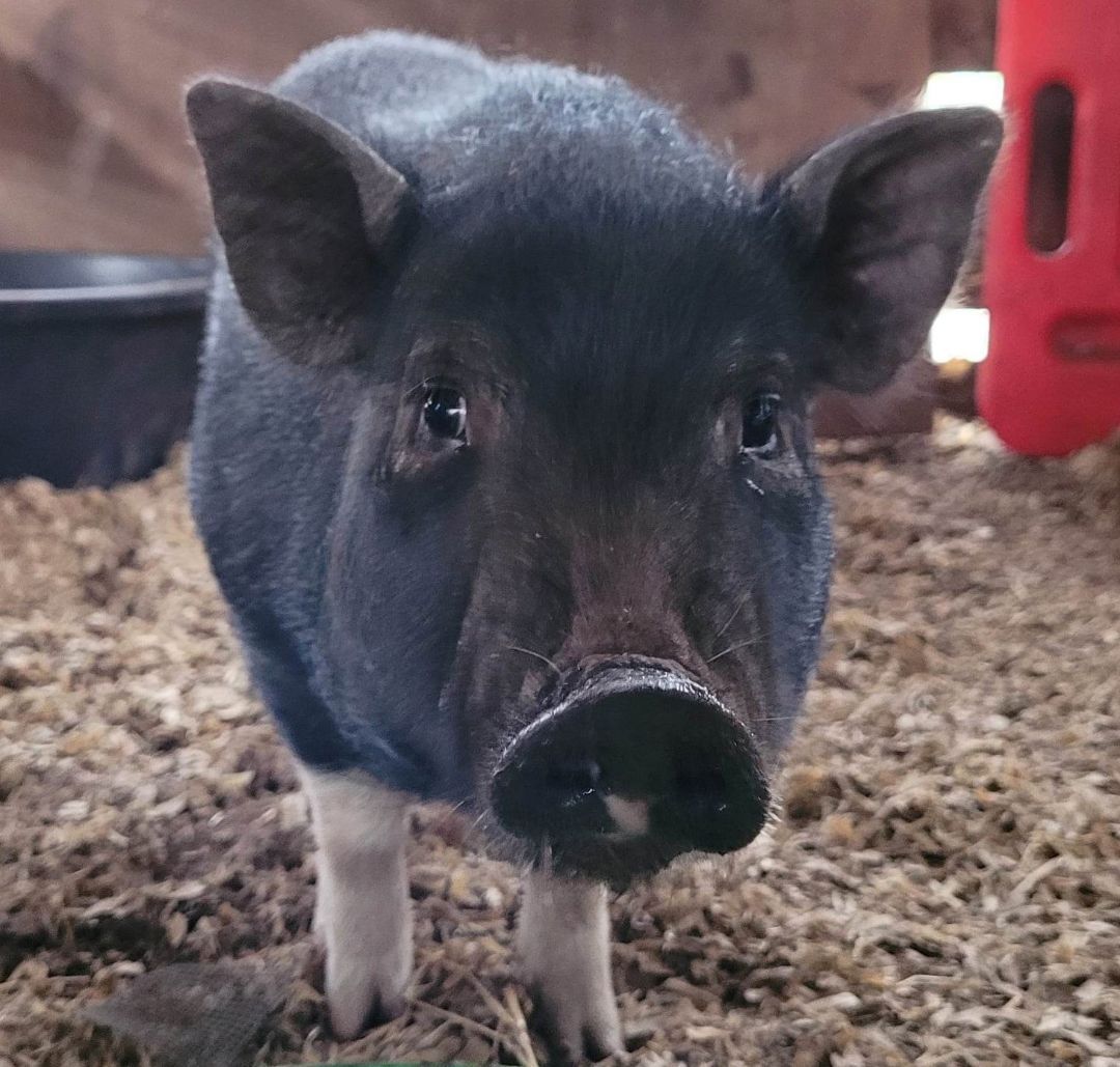 Enlarge Charlotte, a Adoptable mixed breed in Myakka City, FL image 1/4