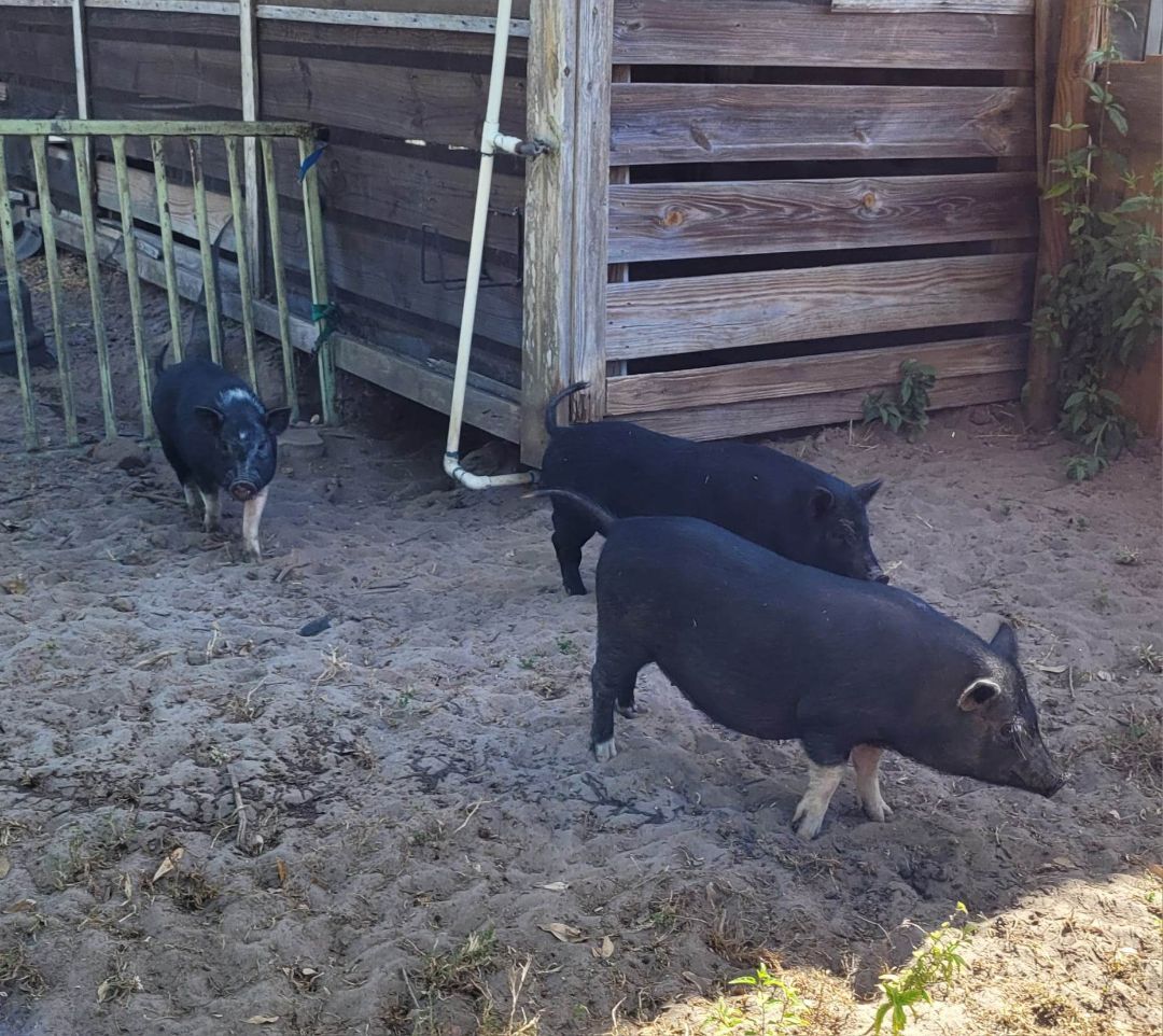 Enlarge Charlotte, a Adoptable mixed breed in Myakka City, FL image 2/4