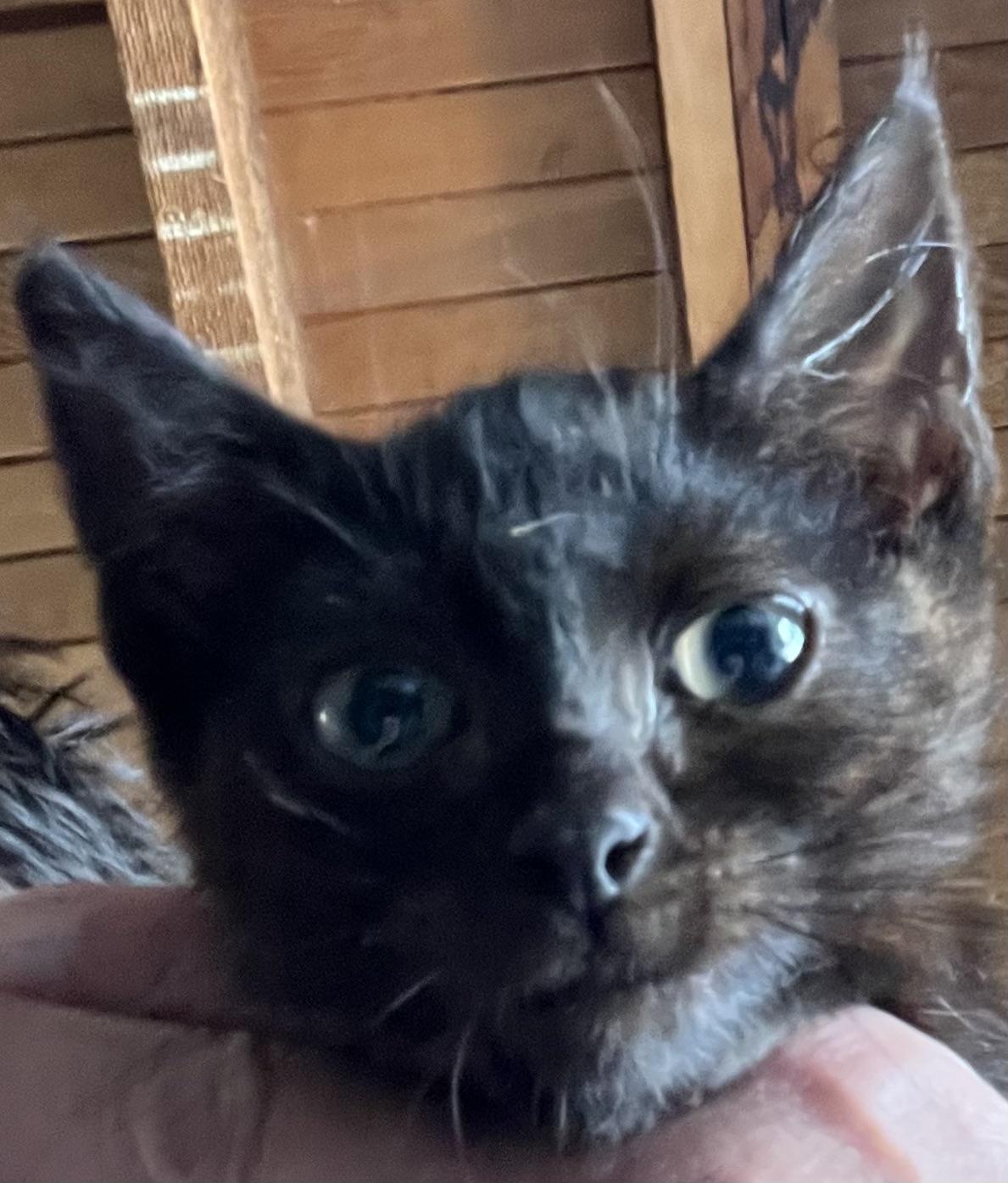 Mulan, Adoptable, Kitten Female Domestic Short Hair.