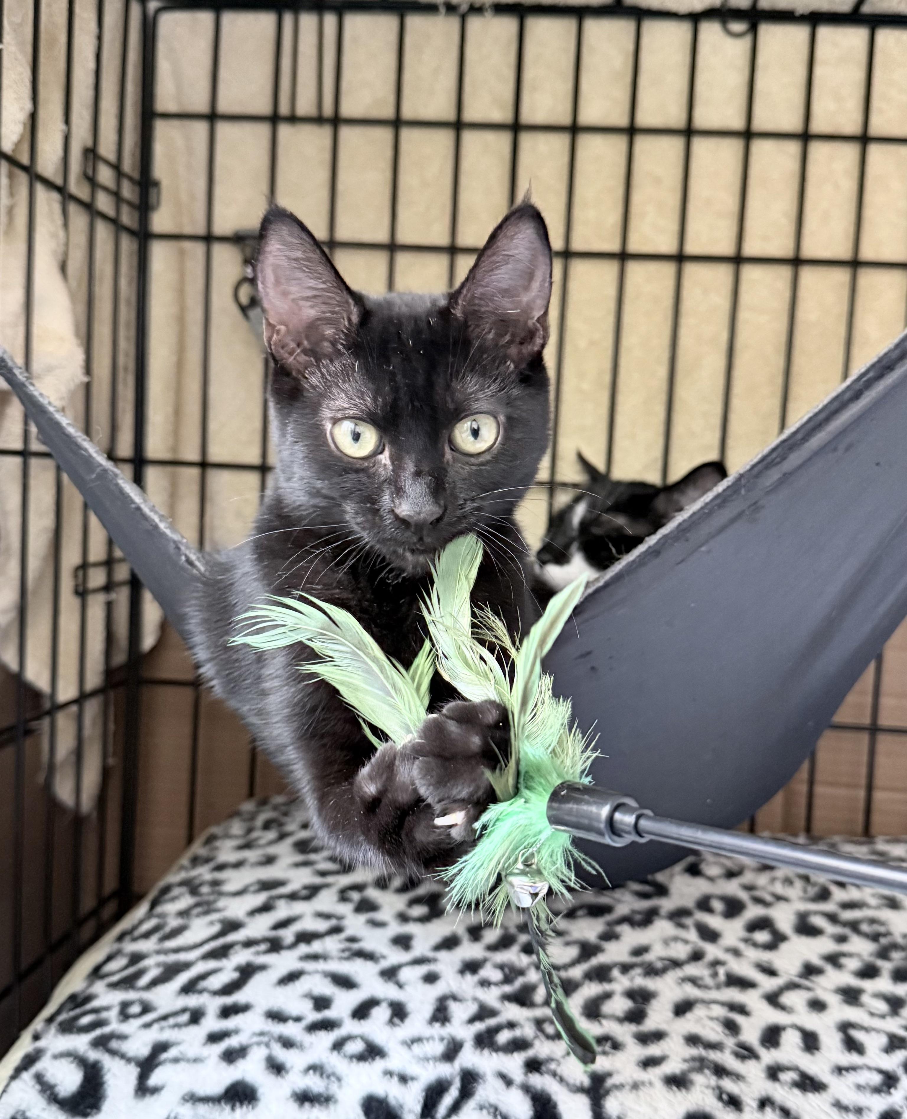 Mulan, a Adoptable mixed breed in South San Francisco, CA image 1/4