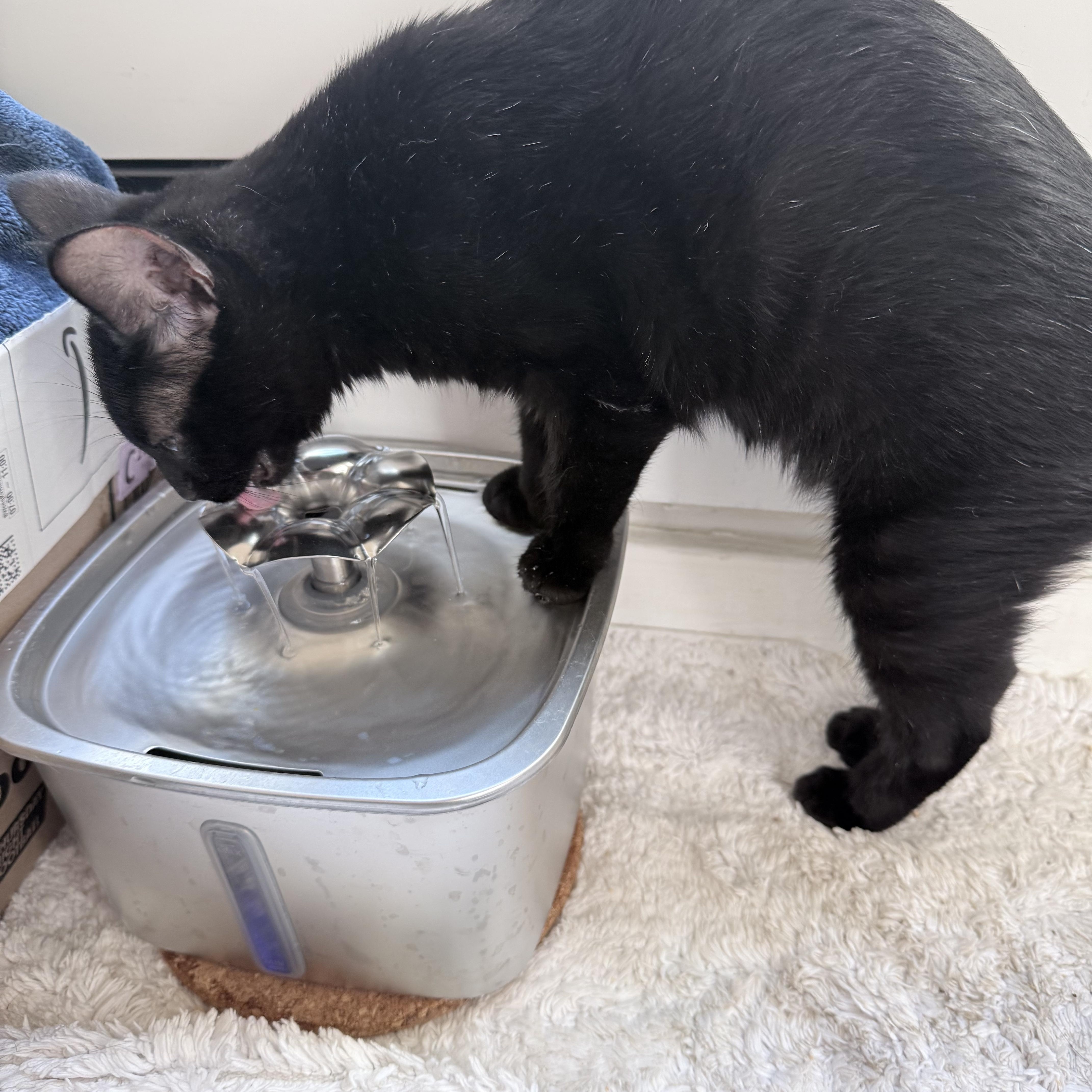 Mulan, a Adoptable mixed breed in South San Francisco, CA image 3/4