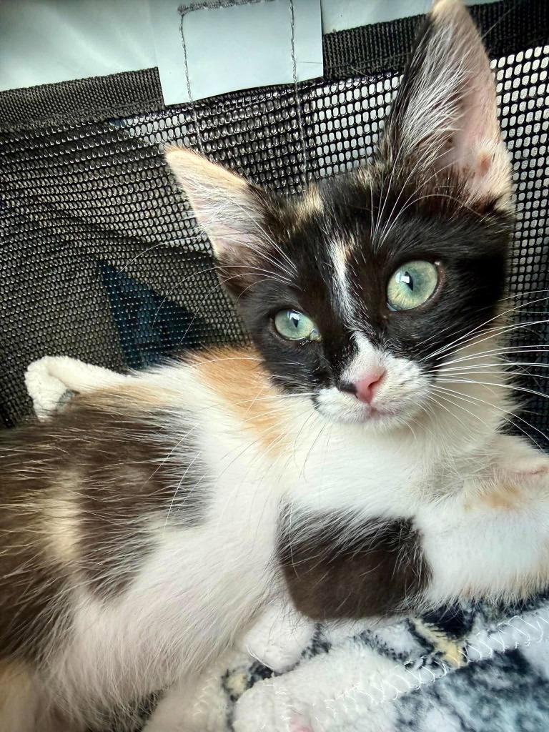 Enlarge Aurora, a Adoptable mixed breed in Sebastian, FL image 3/5