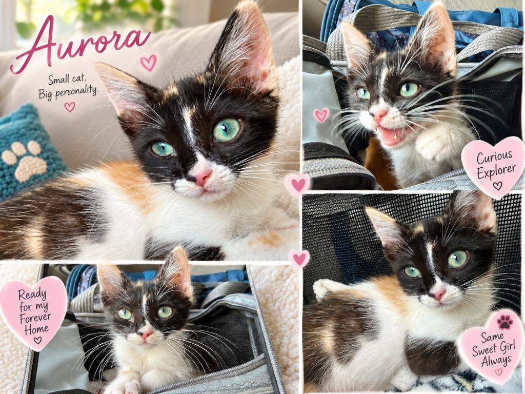 Enlarge Aurora, a Adoptable mixed breed in Sebastian, FL image 4/5
