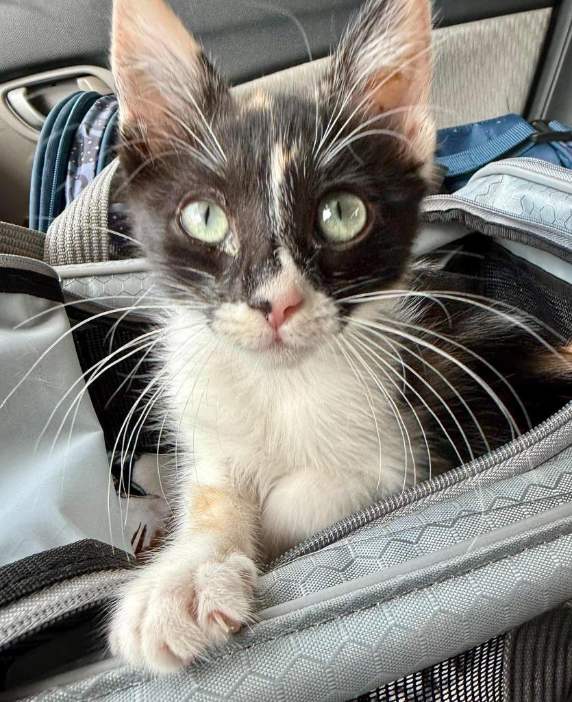 Enlarge Aurora, a Adoptable mixed breed in Sebastian, FL image 5/5