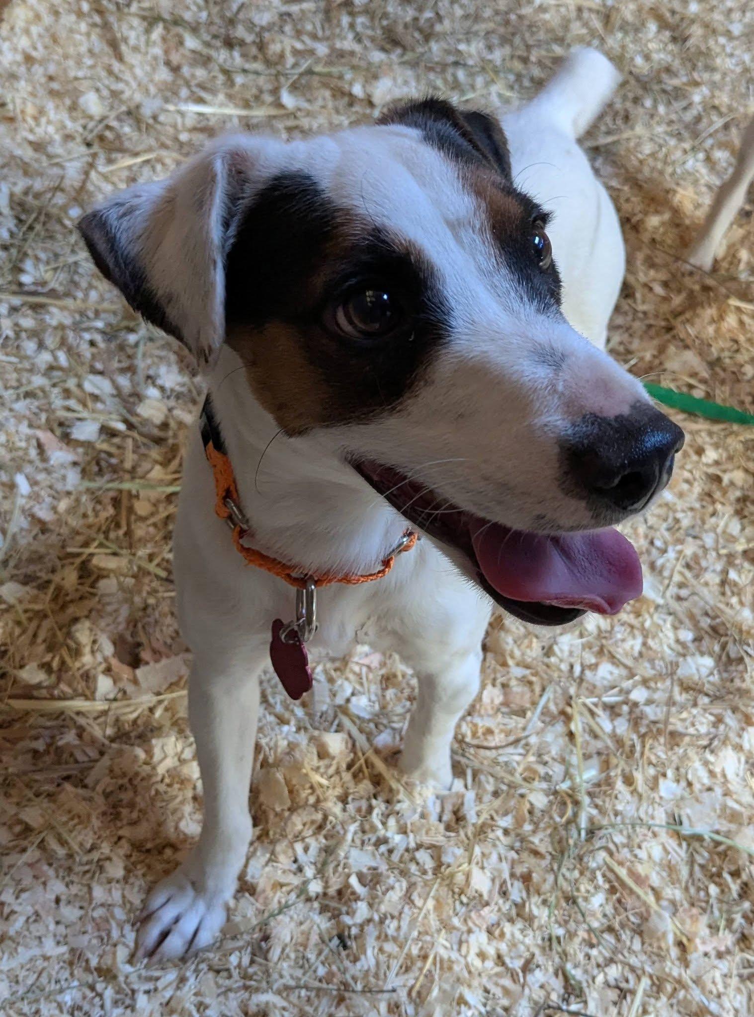 Enlarge Djinn Mountain Home, a Adoptable Jack Russell Terrier in Clatskanie, OR image 2/6