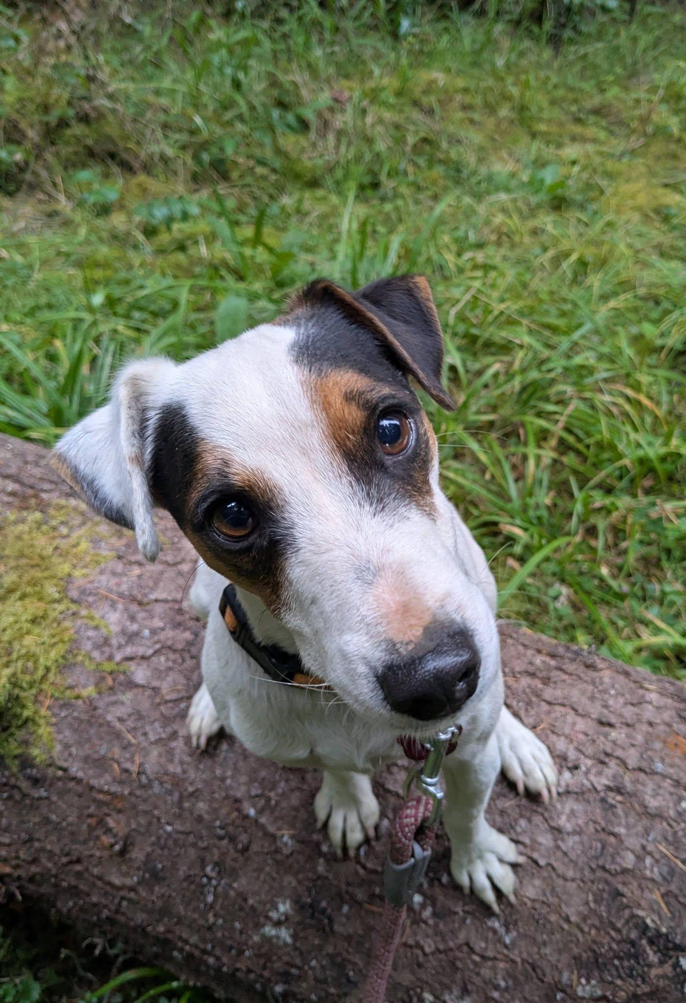 Enlarge Djinn Mountain Home, a Adoptable Jack Russell Terrier in Clatskanie, OR image 6/6
