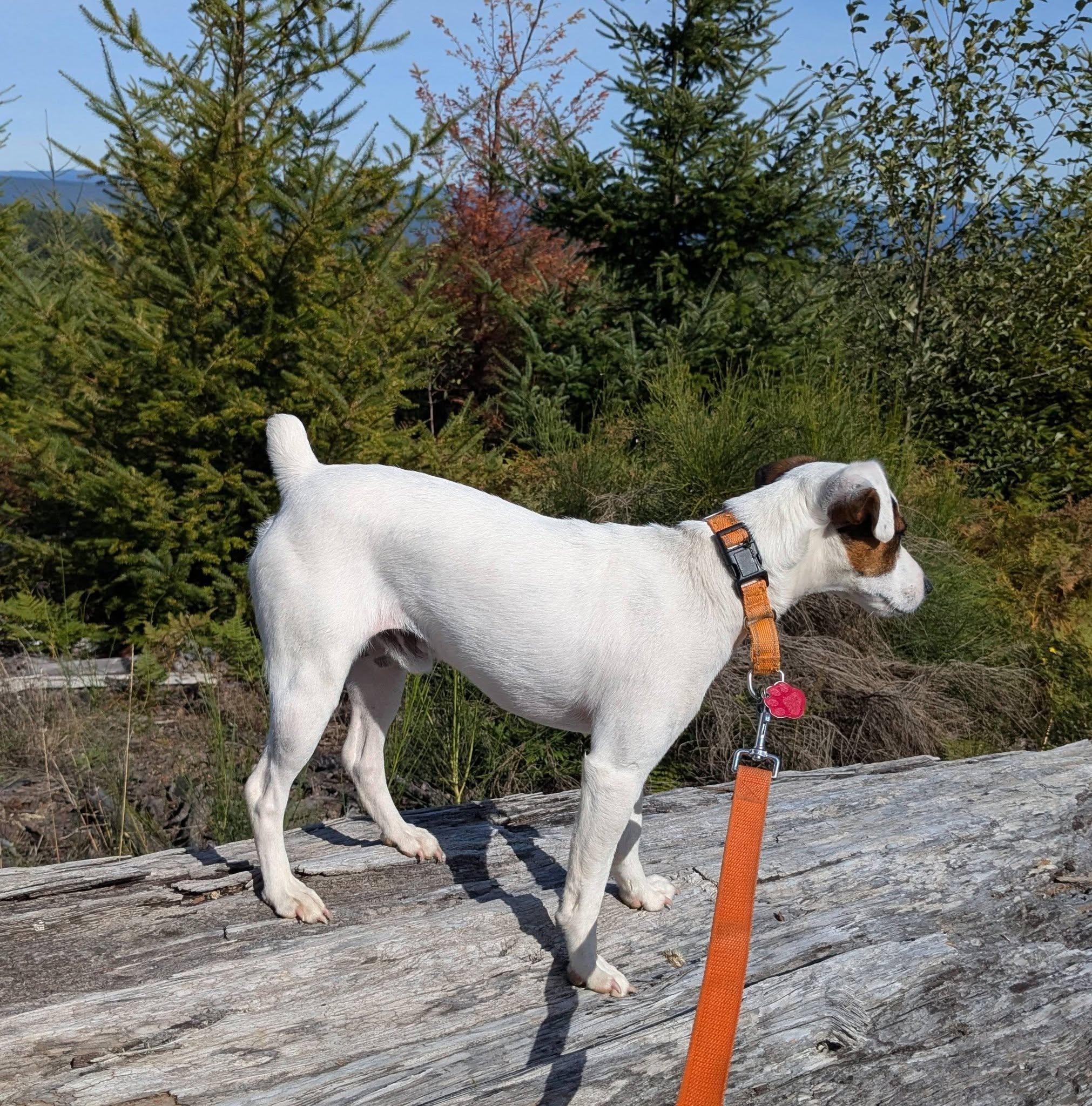 Enlarge Djinn Mountain Home, a Adoptable Jack Russell Terrier in Clatskanie, OR image 5/6