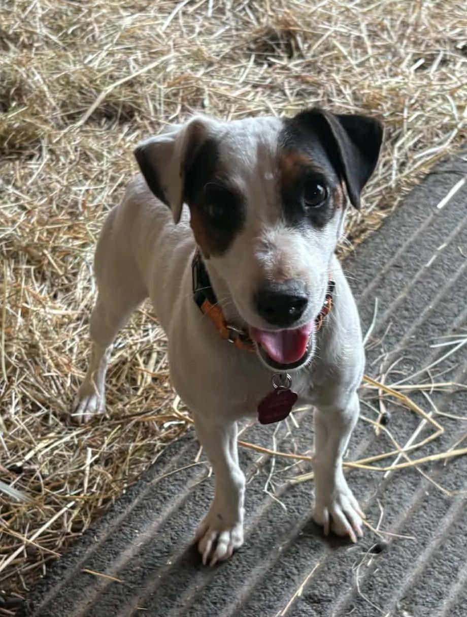 Enlarge Djinn Mountain Home, a Adoptable Jack Russell Terrier in Clatskanie, OR image 3/6