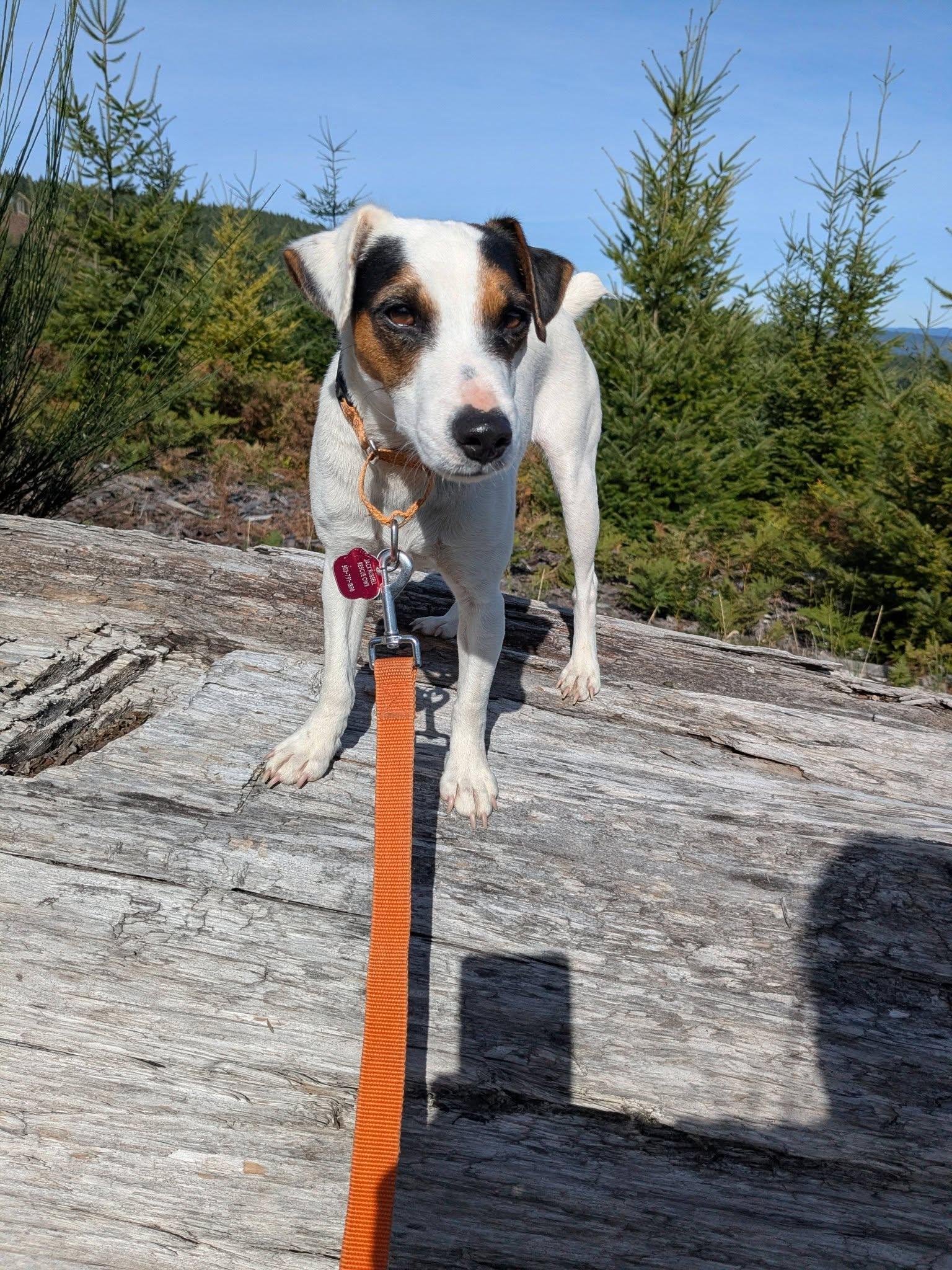 Enlarge Djinn Mountain Home, a Adoptable Jack Russell Terrier in Clatskanie, OR image 4/6