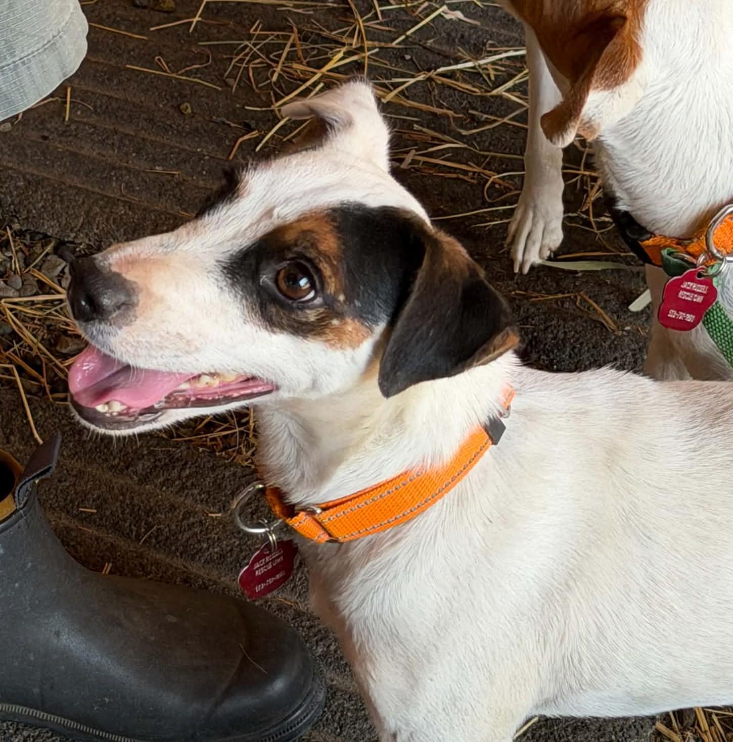 Enlarge Djinn Mountain Home, a Adoptable Jack Russell Terrier in Clatskanie, OR image 1/6