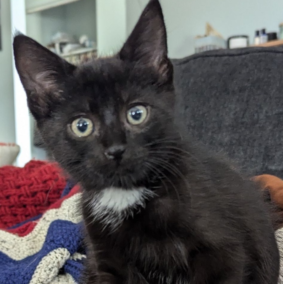 Mittens