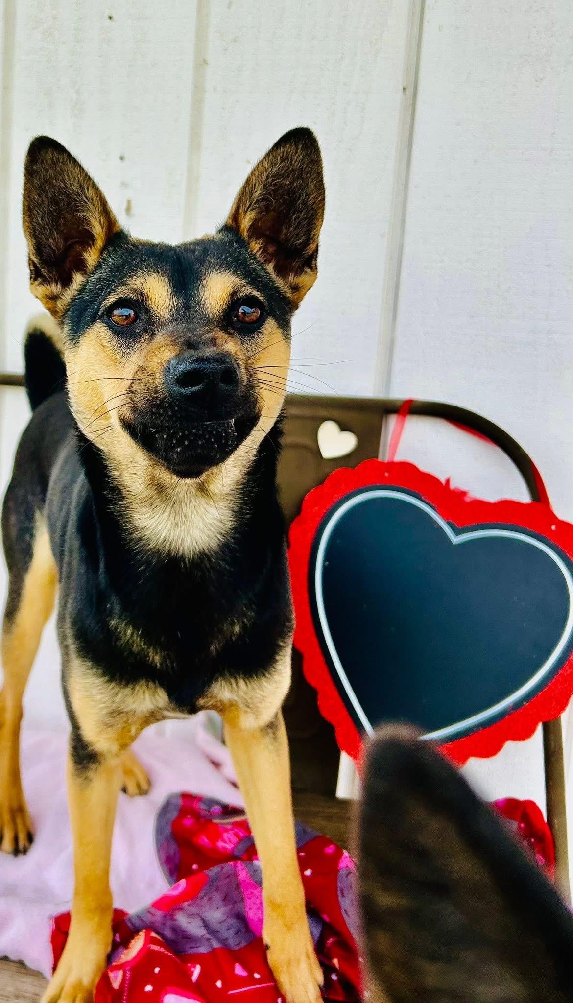 Enlarge Sheba, a Adoptable mixed breed in Bakersfield, CA image 2/6