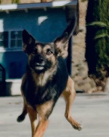 Enlarge Sheba, a Adoptable mixed breed in Bakersfield, CA image 5/6