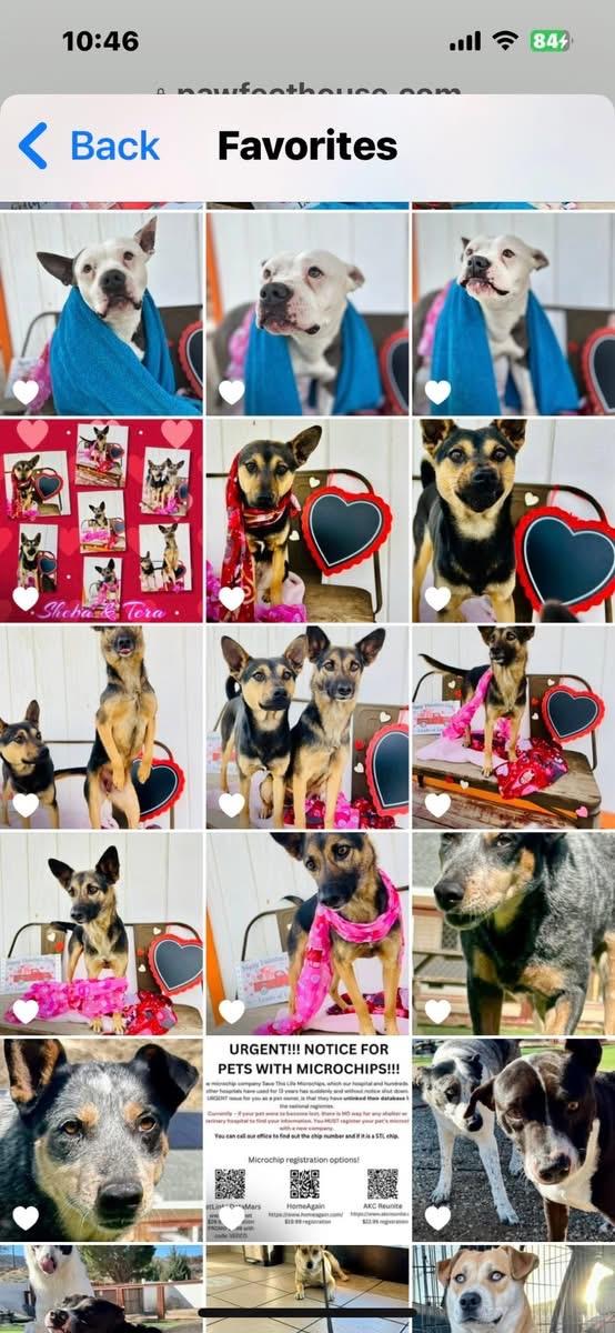 Enlarge Sheba, a Adoptable mixed breed in Bakersfield, CA image 6/6