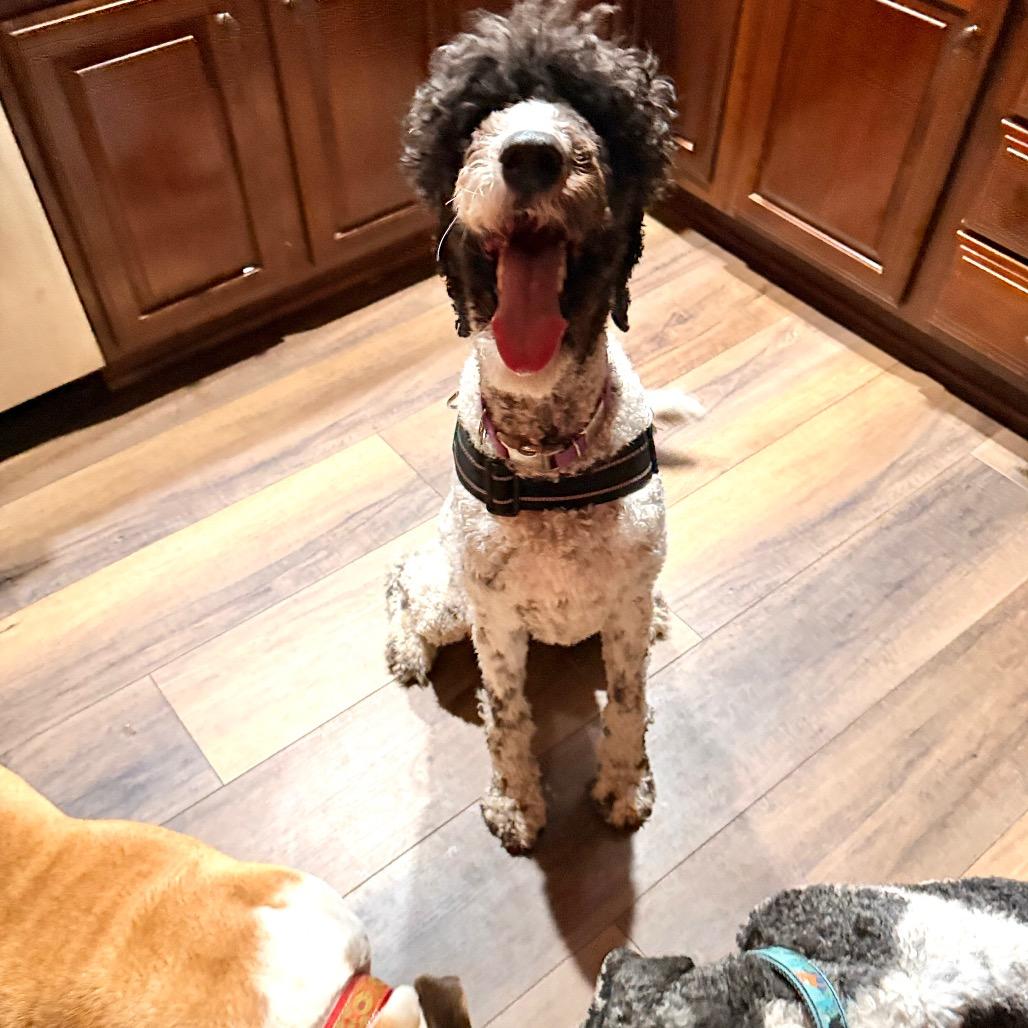 Enlarge Frankie, a Adoptable Standard Poodle in Lee's Summit, MO image 1/2