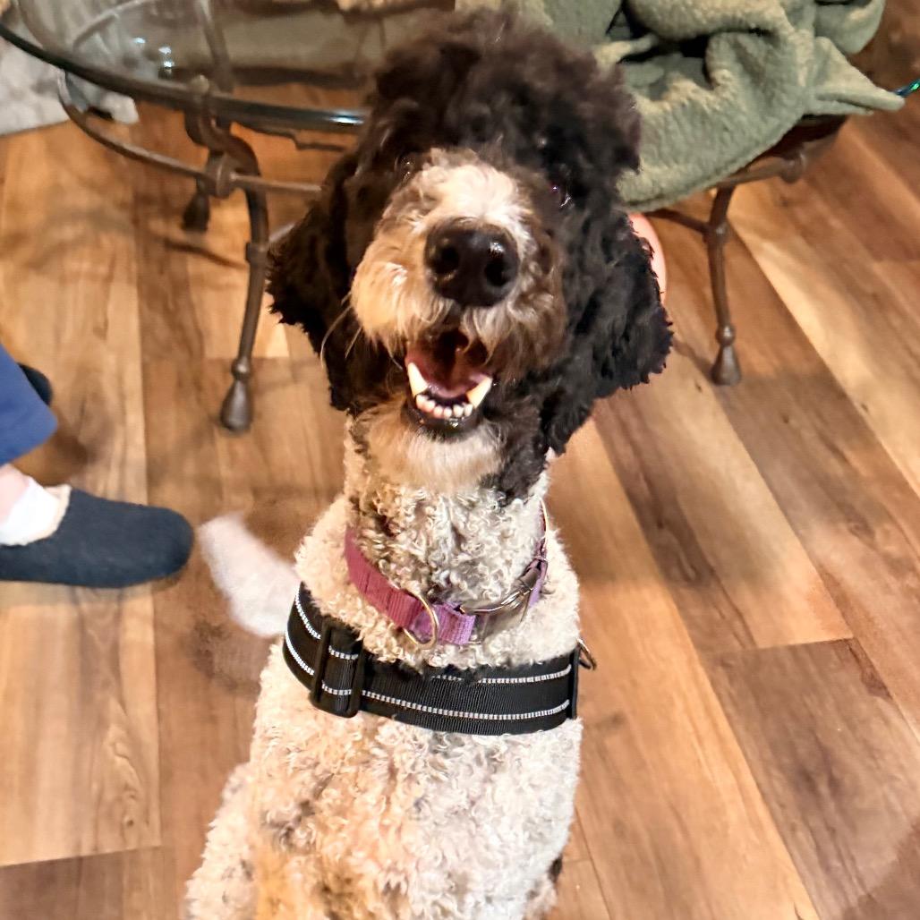 Enlarge Frankie, a Adoptable Standard Poodle in Lee's Summit, MO image 2/2