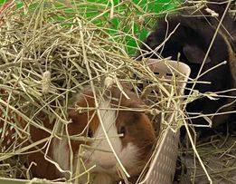 Wallace and Grommet , a Adoptable Guinea Pig in Vancouver, BC image 1/2