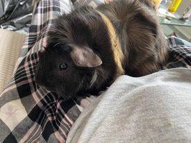 Wallace and Grommet , a Adoptable Guinea Pig in Vancouver, BC image 2/2