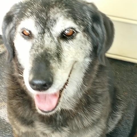 Enlarge Jasper and Kami (bonded pair), a Adoptable mixed breed in Clive, IA image 4/6