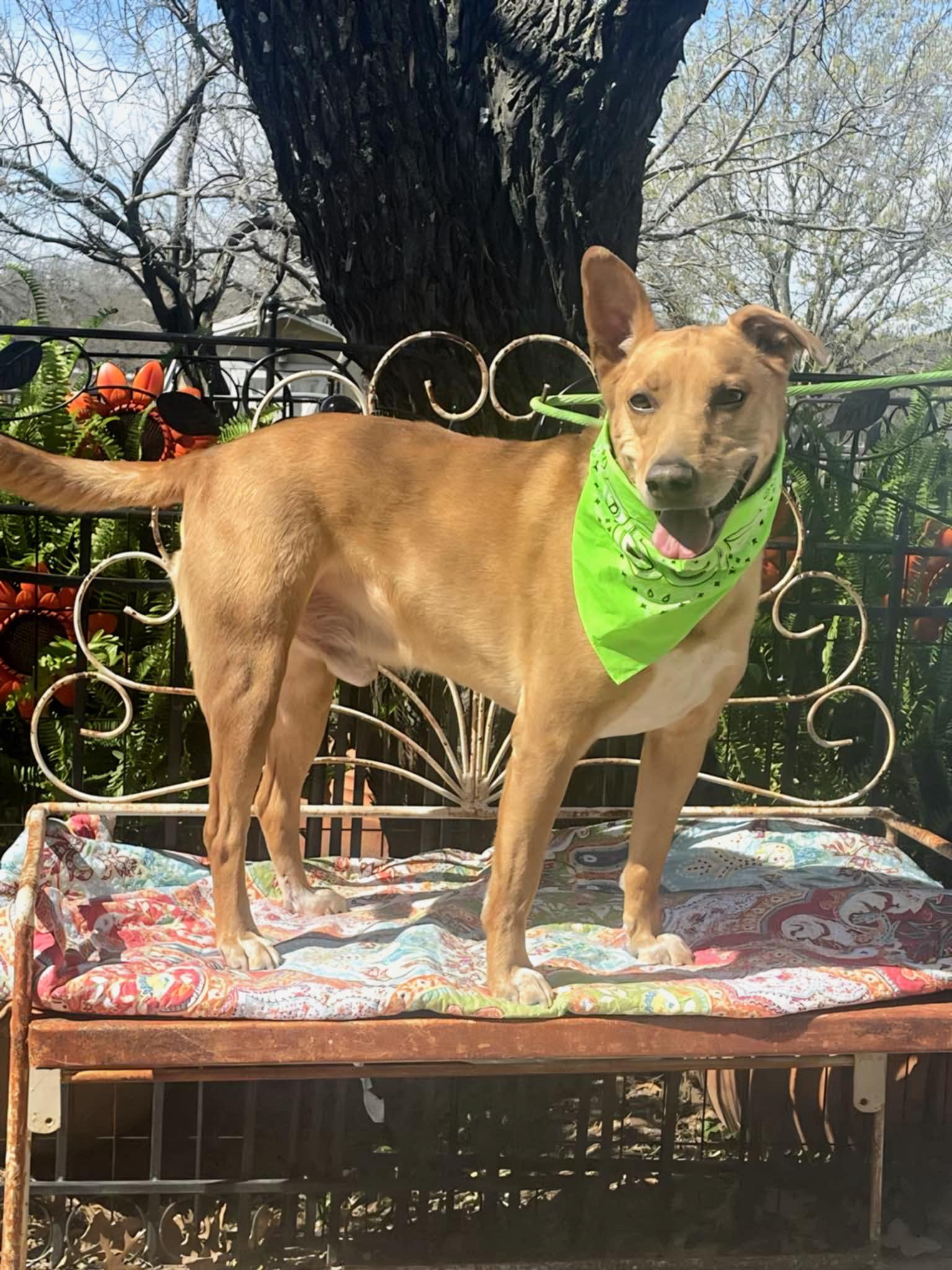 Diego, Adoptable, Adult Male Terrier.