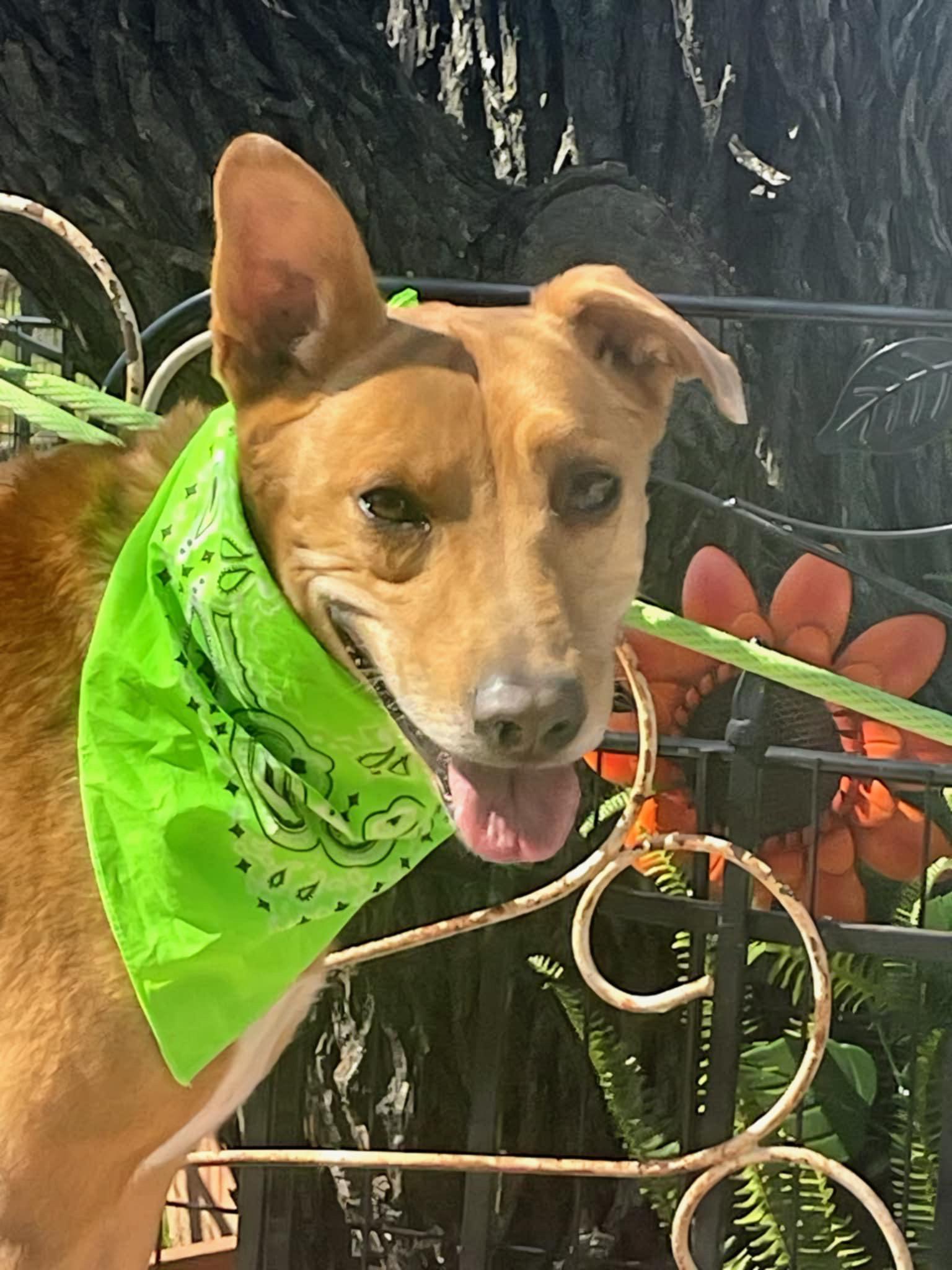 Enlarge Diego, a Adoptable mixed breed in Dallas, TX image 2/3