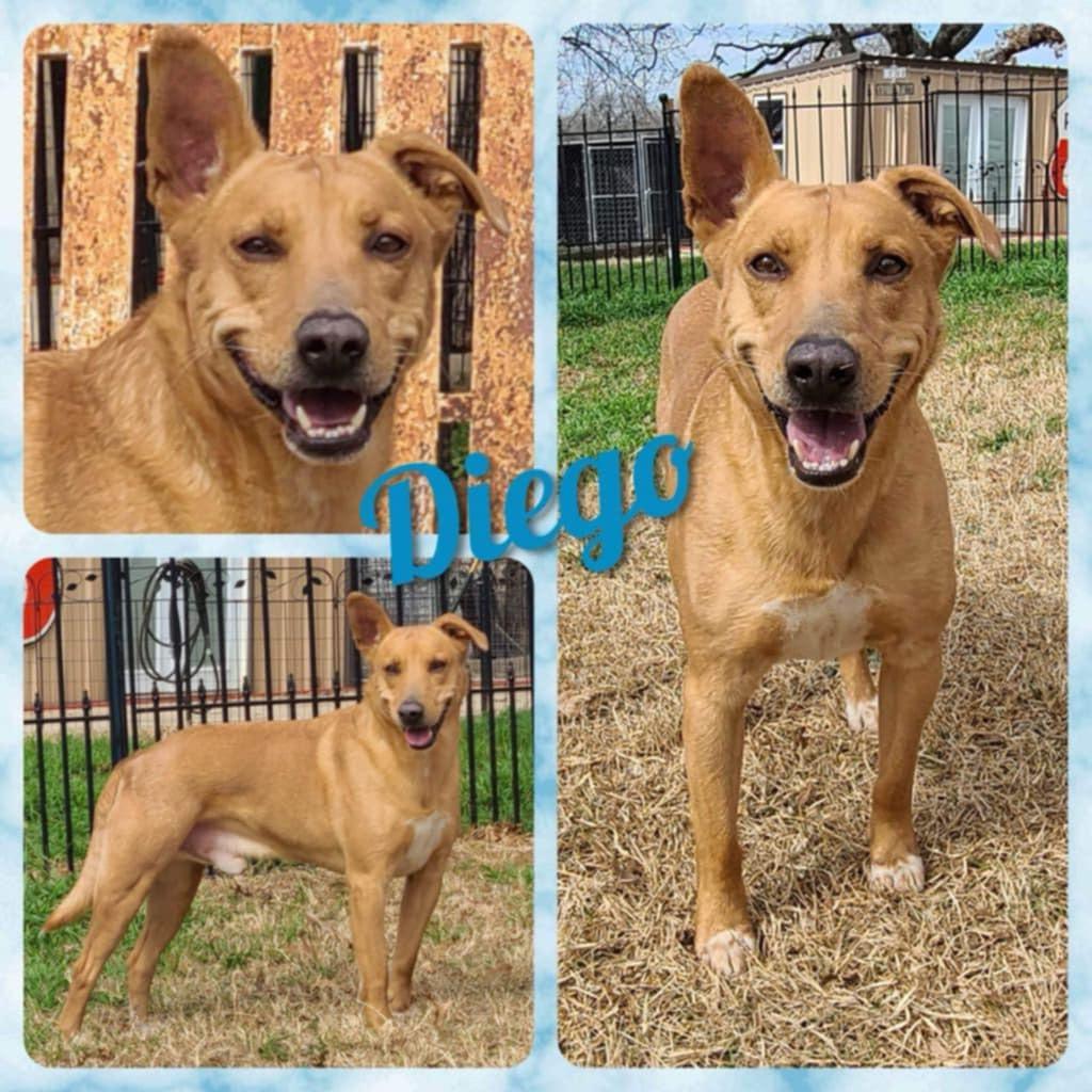 Enlarge Diego, a Adoptable mixed breed in Dallas, TX image 3/3