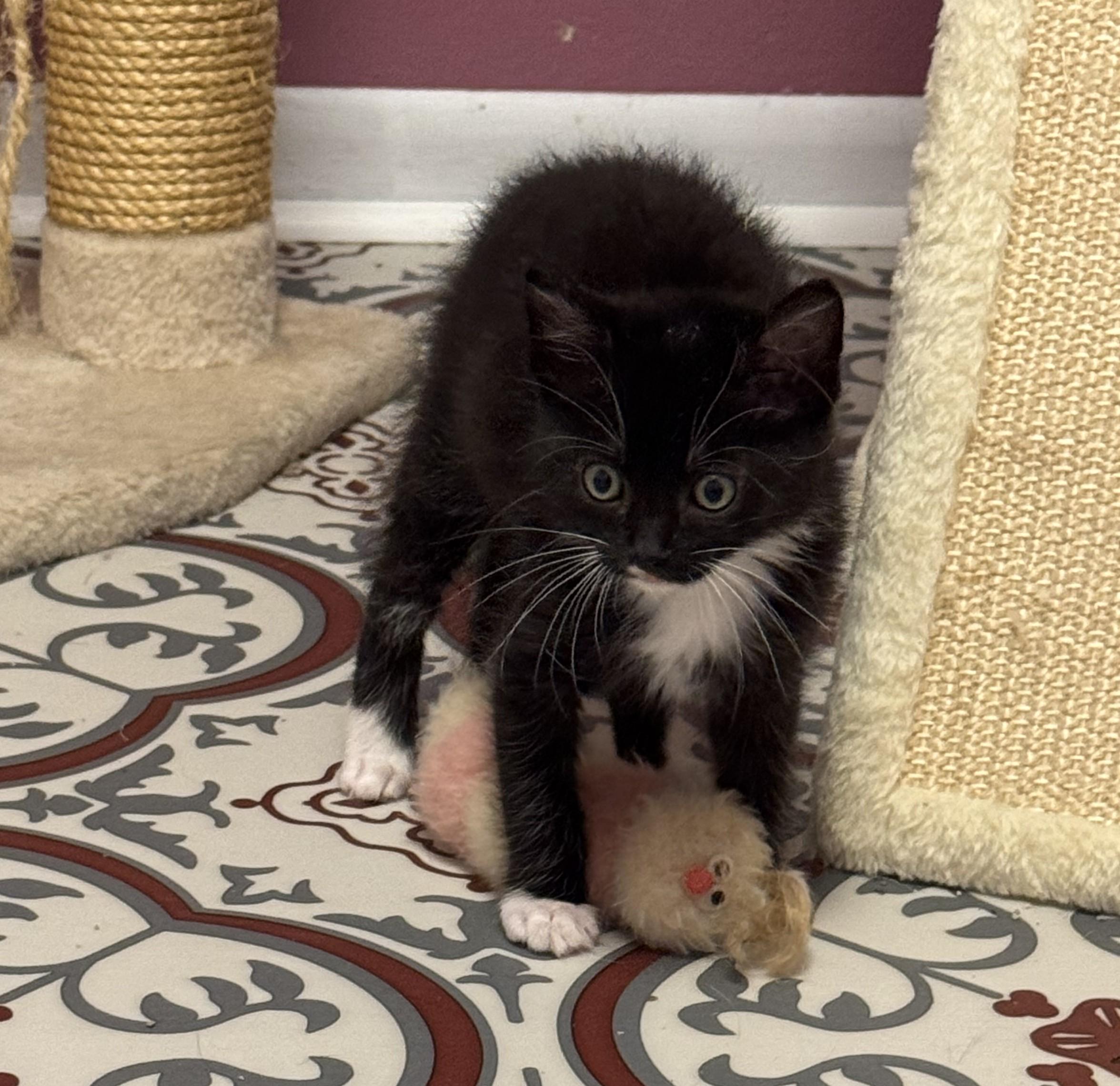 Gomez, Adoptable, Kitten Male Domestic Short Hair & Tuxedo.