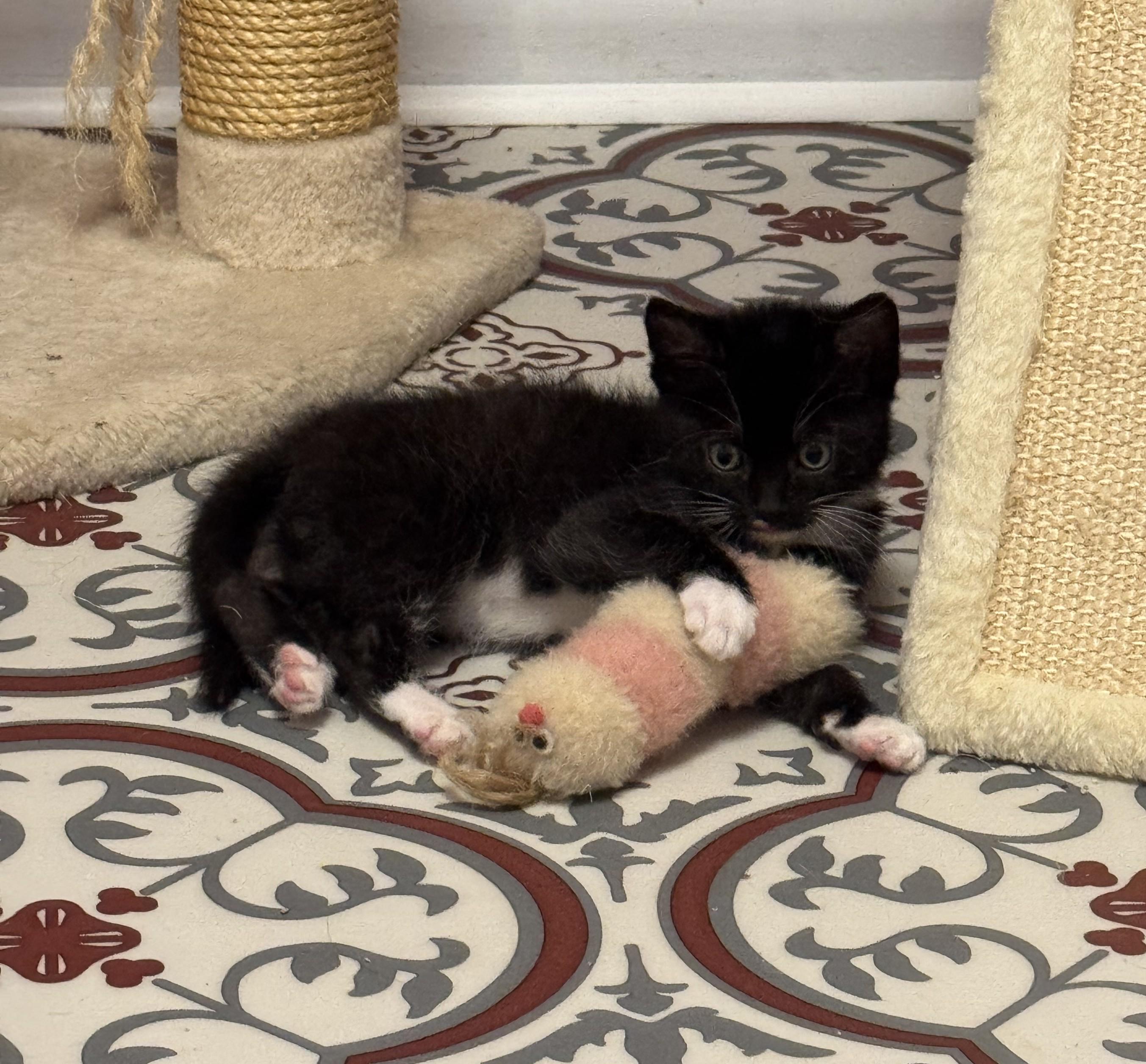 Enlarge Gomez, a Adoptable mixed breed in Morris, MN image 2/2