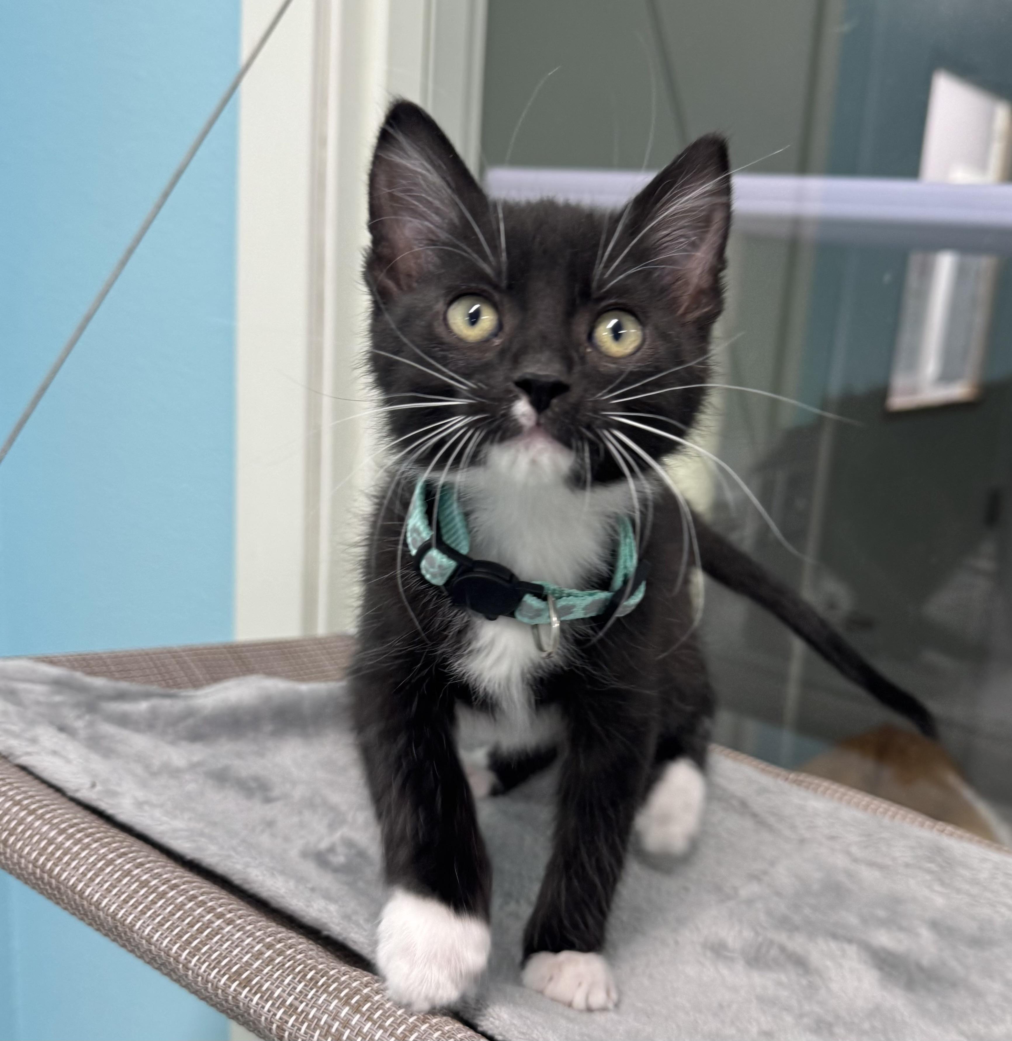 Gomez, an adopted mixed breed in Morris, MN image 1/4