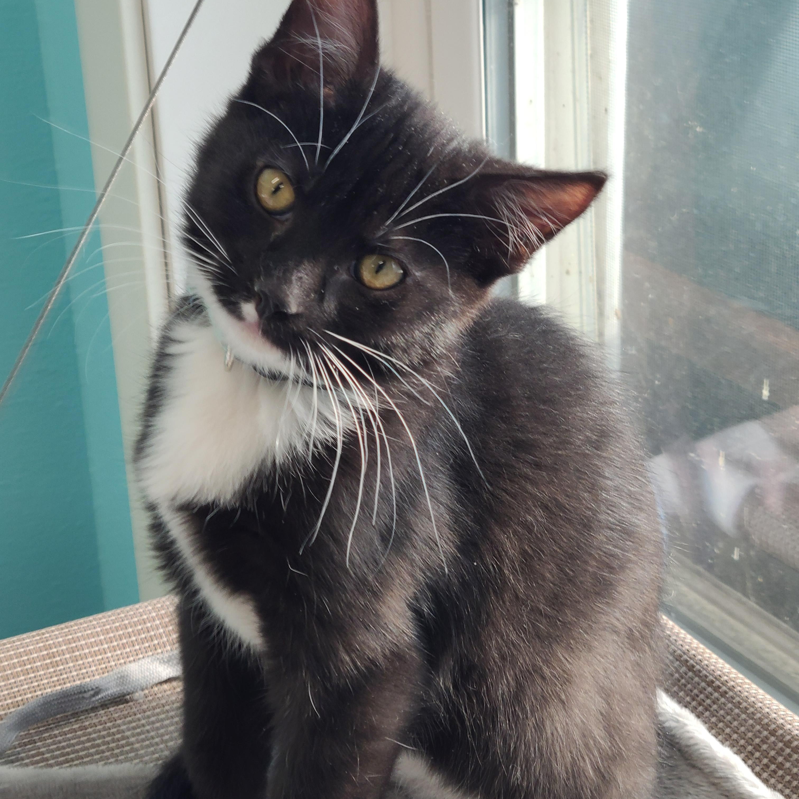 Gomez, an adopted mixed breed in Morris, MN image 4/4