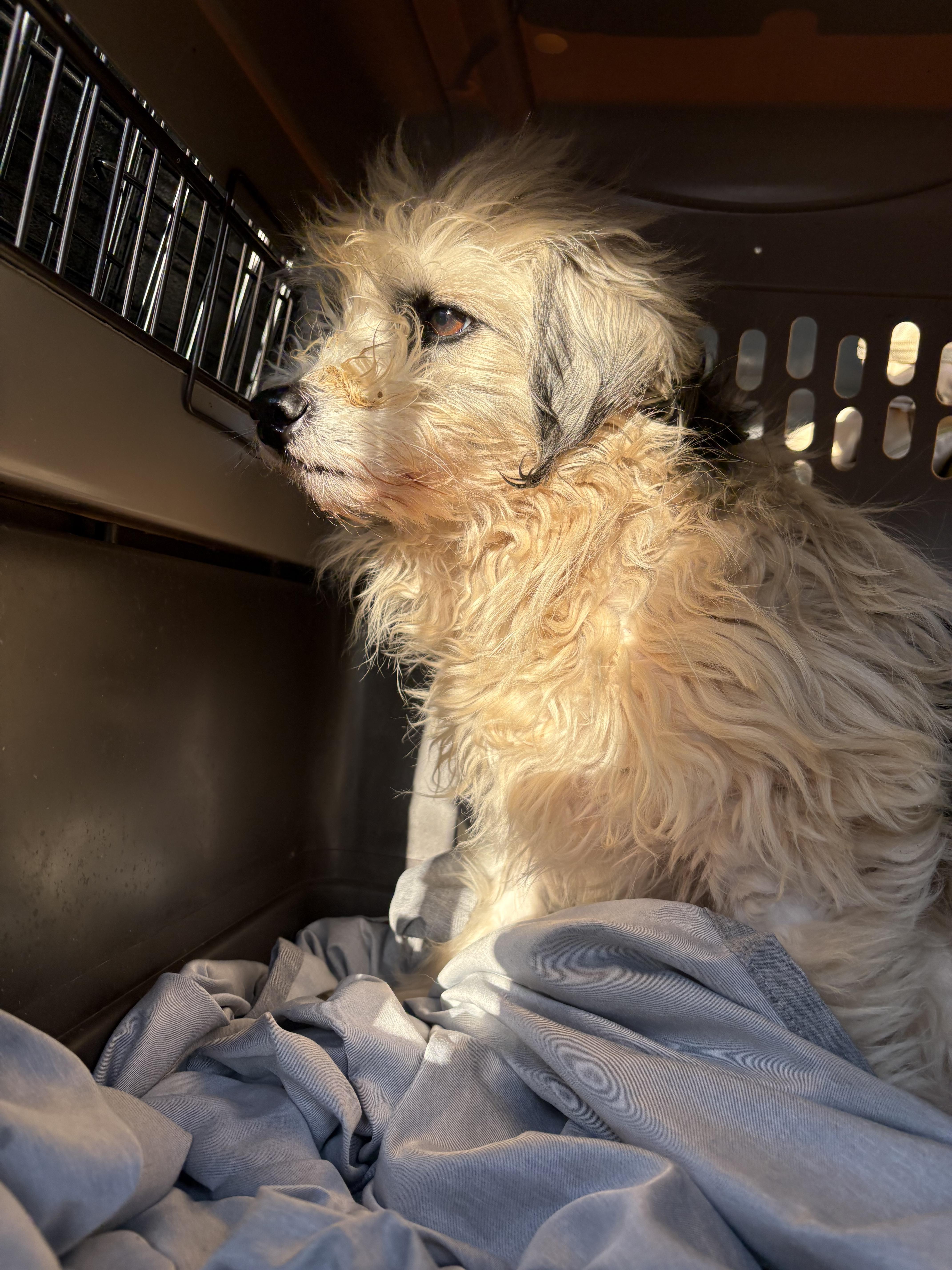 Enlarge Rizzo, a Adoptable mixed breed in Oak Ridge, TN image 1/2