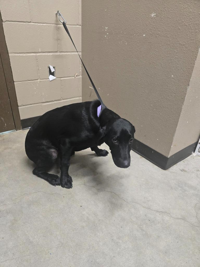 Enlarge Davidson, a Adoptable mixed breed in Huntsville, TX image 1/1