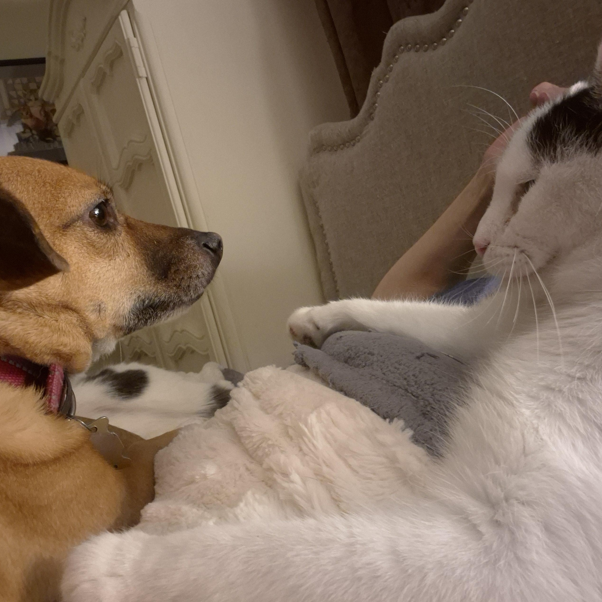 Enlarge Manta, a ADOPTABLE Domestic Short Hair in Keansburg, NJ image 6/6